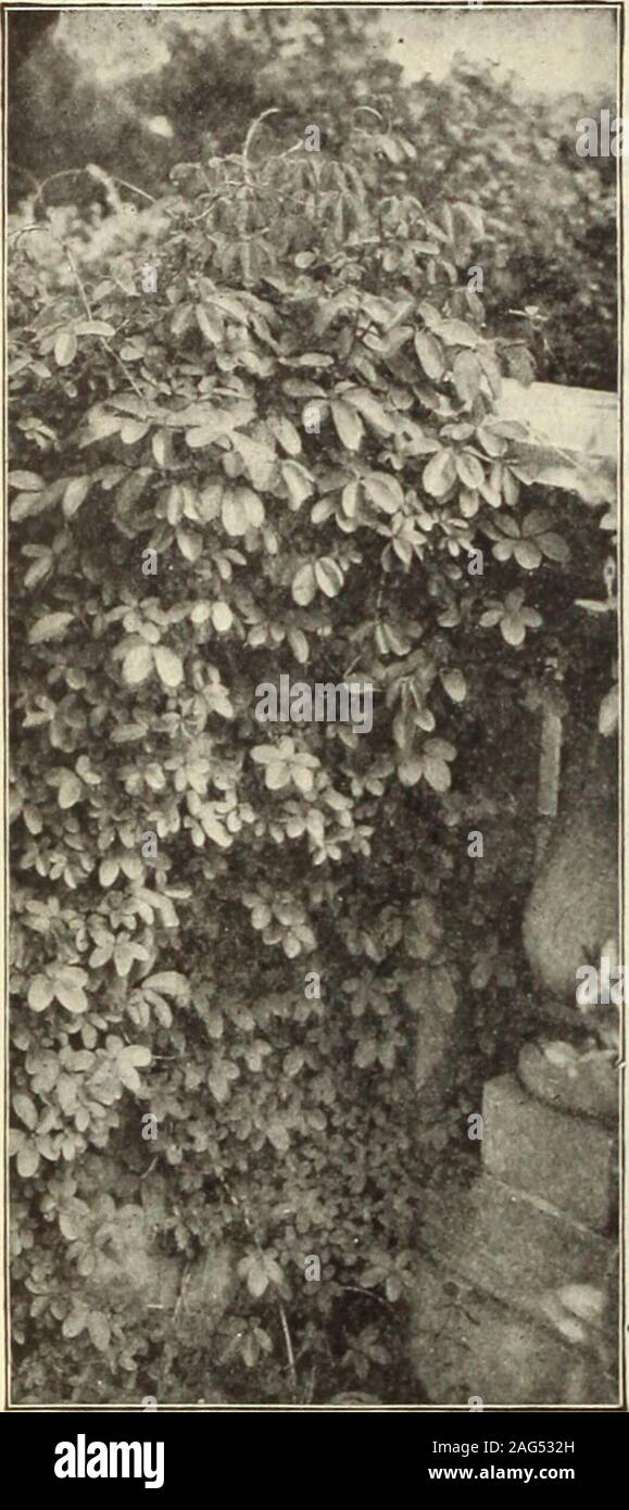 . Dreer's 1913 garden book. e dark green and3 feet high, $2.00 each. Thuya Occidentalis Lutea (Geo. Peabodys GoldenArborvitae). Extremely attractive, having bright yellowfoliage at the terminals of the branches, which give the wholeplant a golden appearance. Plants, 3J feet high, $2.50each. Thuya Orientalis Aurea Nana (Dwarf Golden ChineseArborvitae). Of very dwarf and compact habit; a perfectgem where a dwarf tree is desired. The foliage, which isarranged in flat vertical leaves, is a decided pretty golden-yellow. Fine specimens, 15 to 18 inches high, $1.00 each. Thuyopsis Standishi. A striki Stock Photo