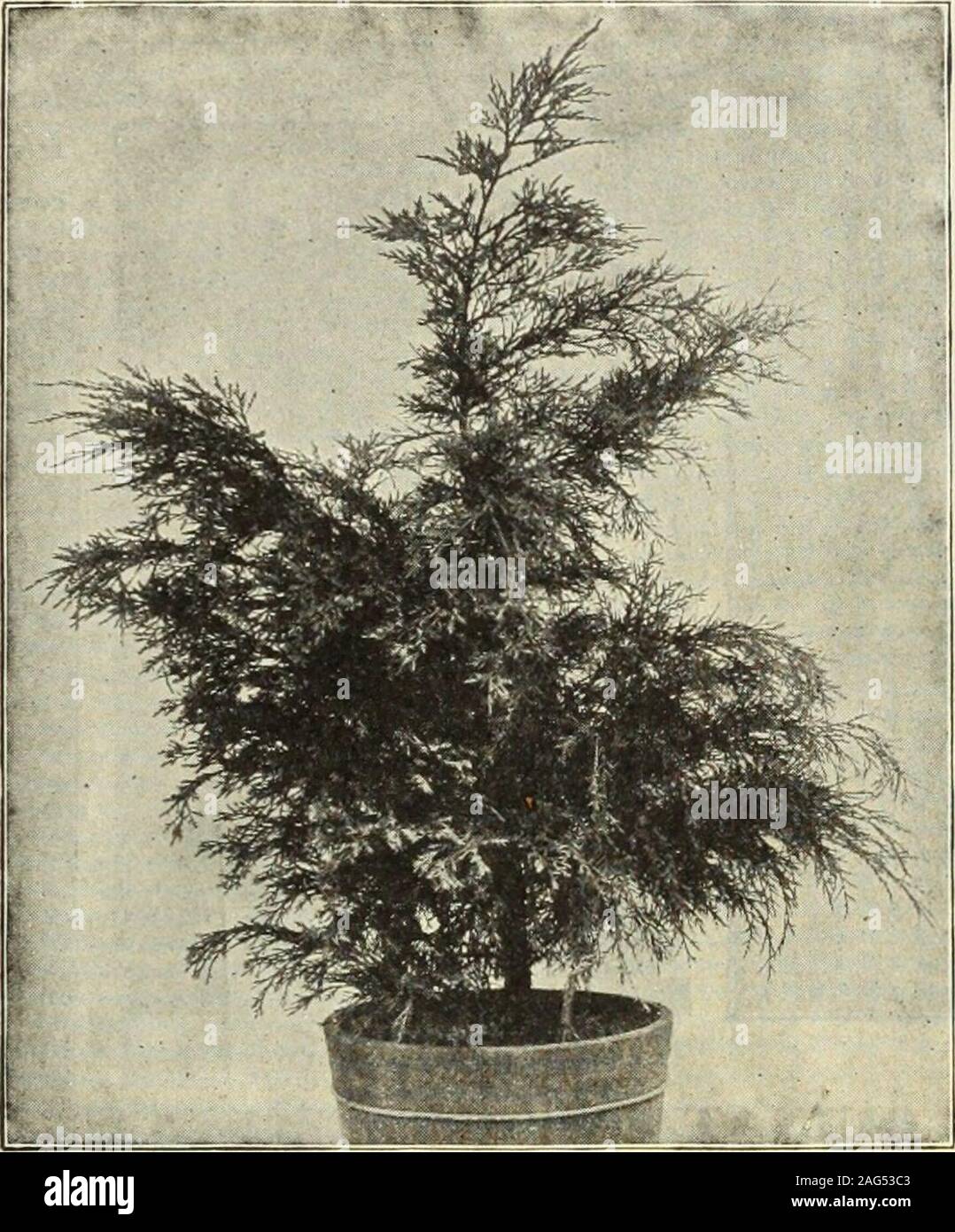 . Dreer's 1913 garden book. ich dark green.Plants, 2* feet high, $2.00 each.RetinisporaFilifera.(l1hread-bran cited Japanese Cypress). Of very graceful outline,with bright green foliage,particularly handsome on ac-count of the ends of its shootsdrooping in long filaments.Plants, 3£ feet high, $3.00each. Retinispora Filifera Au-rea. Similar to the pre-ceding, but a dwarf grower,with the foliage beautifullytipped with golden yellow.Very rare. Plants, 1J feethigh, $2.50 each. Retinispora Pisifera Au°rea. A bright golden ever-green, open but graceful styleof growth, one of the best,holding its col Stock Photo