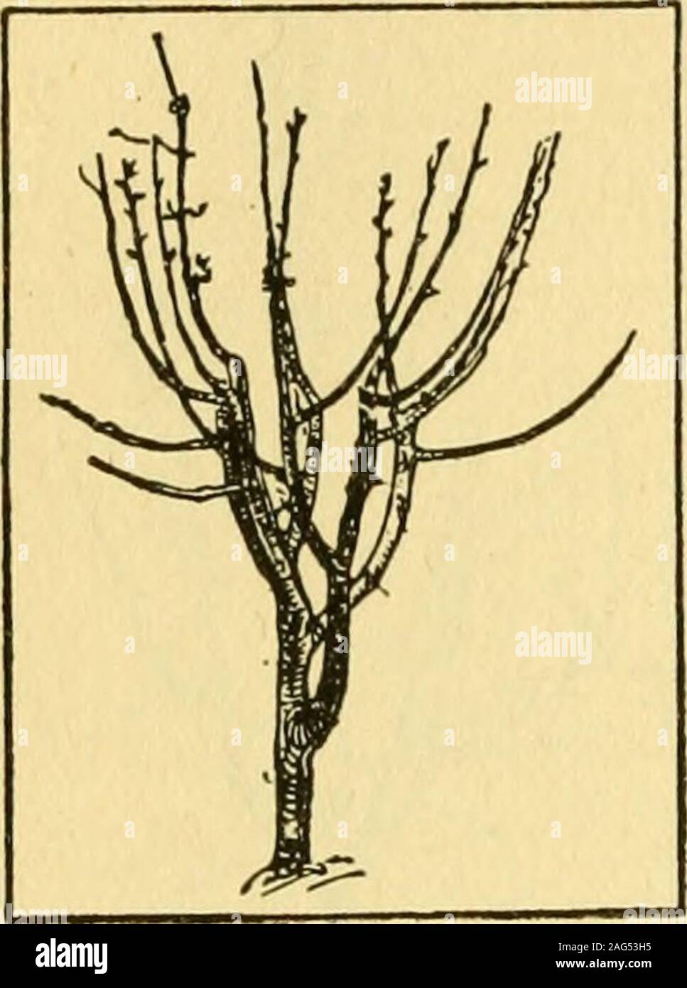 The Commercial Apple Industry Of North America Ater Years The Lateralbranches Are Considerably Smallerthan The Central Leader And Strongunions Are Formed While Thissystem Of Pruning Has Never Beenwidely Practiced By Commercialfruit Growers