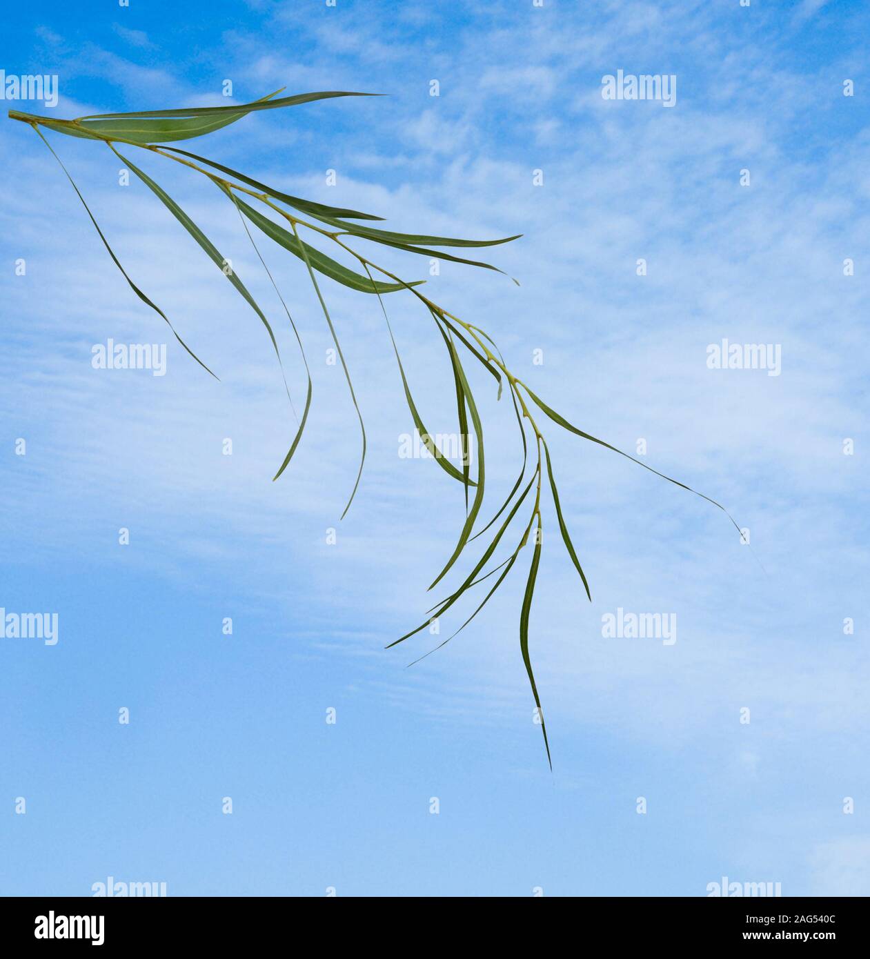 Tree branch on sky background Stock Photo - Alamy