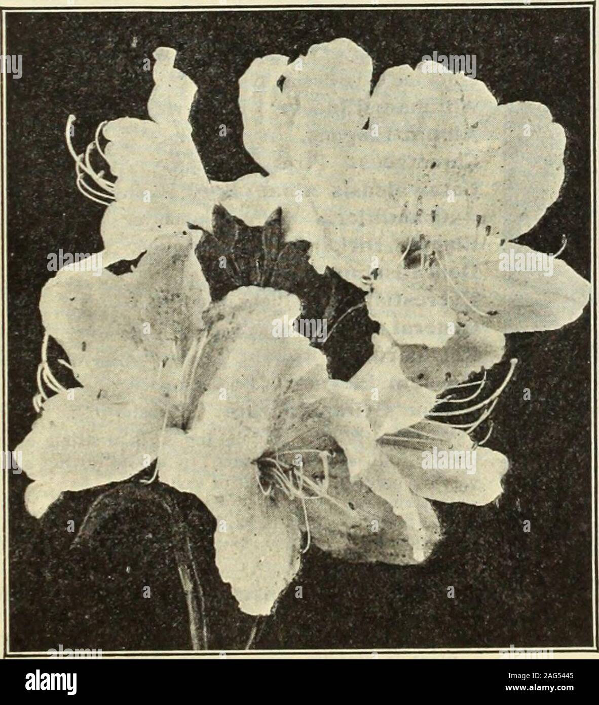 . Dreer's 1913 garden book. late spring large, pure whiteflowers similar to the well-known Azalea Indica Alba. It is very free-flowering, andis valuable to plant in connection with high-colored Azaleas and Rhododendrons. (Seecut.) Strong plants, 15 to 18 inches high, $1.50 each; $15.00 per doz. Fine youngplants, 6 to 8 inches high, 30 cts. each; $3.00 per doz.; $20.00 per 100. CALLUNA (Heather). Very pretty small Shrubs, well adapted for borders of evergreens or for sunny, stony orsandy slopes and banks with moist surroundings. Cut branches keep their lifelike appear-ance for months.Vulgaris ( Stock Photo