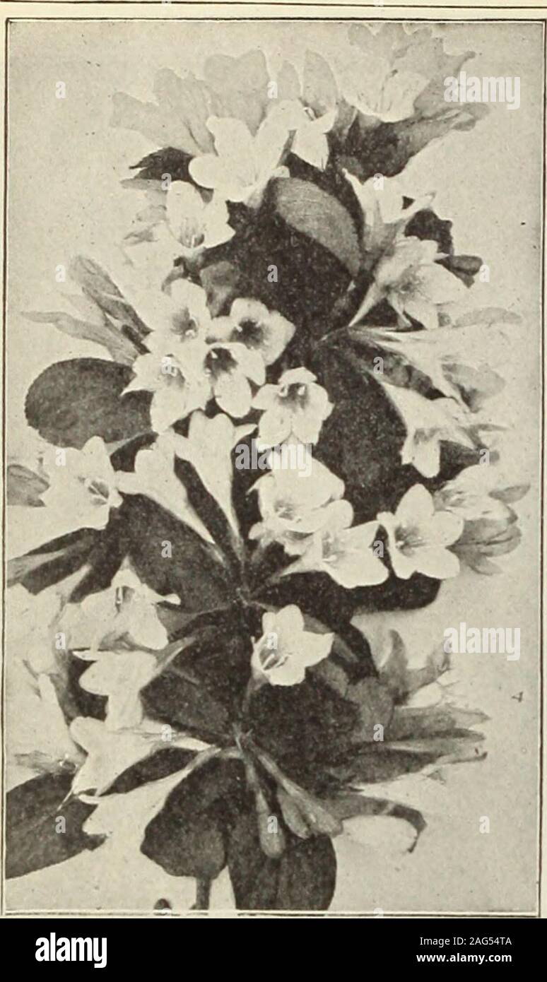 . Dreer's 1913 garden book. Weigela. VITEX (Chaste Tree).Agnus Castus. A graceful Shrub, growing from 5 to 6 feet high, withdense spikes 6 to 8 inches long, of lilac-colored flowers late in summer25 cts. each. WEIGELAS. A ell-known, popular, fiee-flowering Shrubs, producing trumpet-shapedflowers of many shades of color during June and July. (See cut.)Amabilis. A beautiful and distinct pink. 25 cts. each.Candida. Fine pure white; flowers of large size. 25 cts. each.Rosea. Soft rosy carmine. 25 tts. each. Rosea Nana Variegata. A neat dwarf Shrub, valuable for the clearlydefined variegation of g Stock Photo