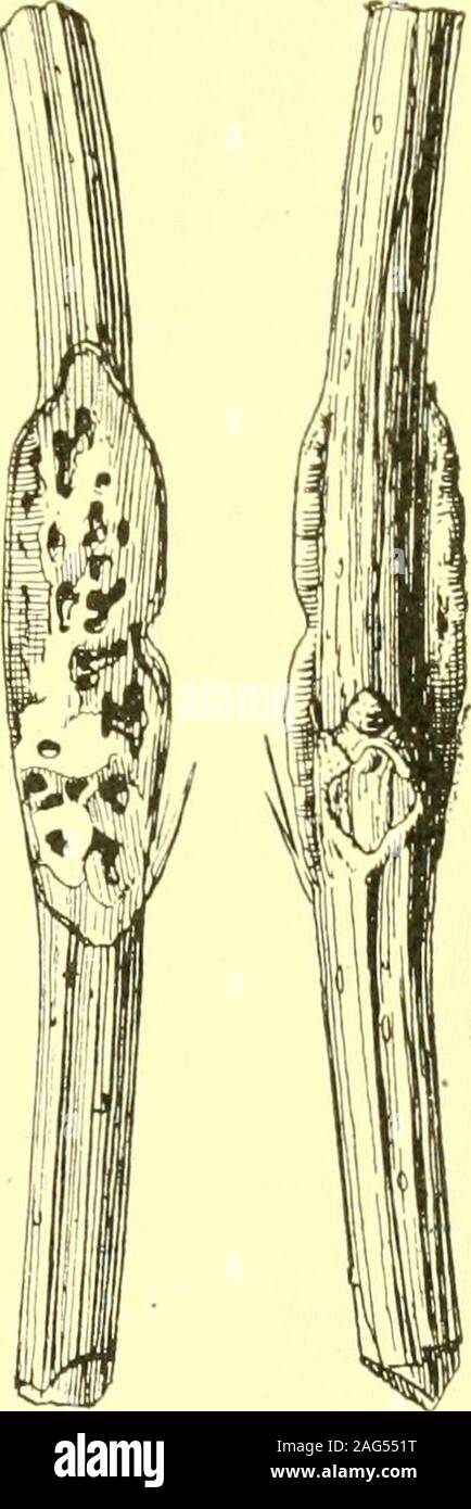 . Report of the State Entomologist on injurious and other insects of the state of New York. Fig. 210. Elder bud midge,Asp hondy1i as a m b u c i Felt.(Authors illus-tration). Fig. 211. Elder stemmidge, Neolasiopteras a m b u c i Felt. One gallin section and anothershown behind the normalstem. (Original) Compositae (composite family)Vernonia (ironweed) Probably from a bud gall. Felt i6d, p. 135 Itonid. Ironweed bud midge, Asphondylia vernoniae FeltReared from blossoms. Felt iik, p. 552 Itonid. Ironweed blossom midge, Youngomyia vernoniae FeltReared from deformed florets or an oval petiole or mi Stock Photo
