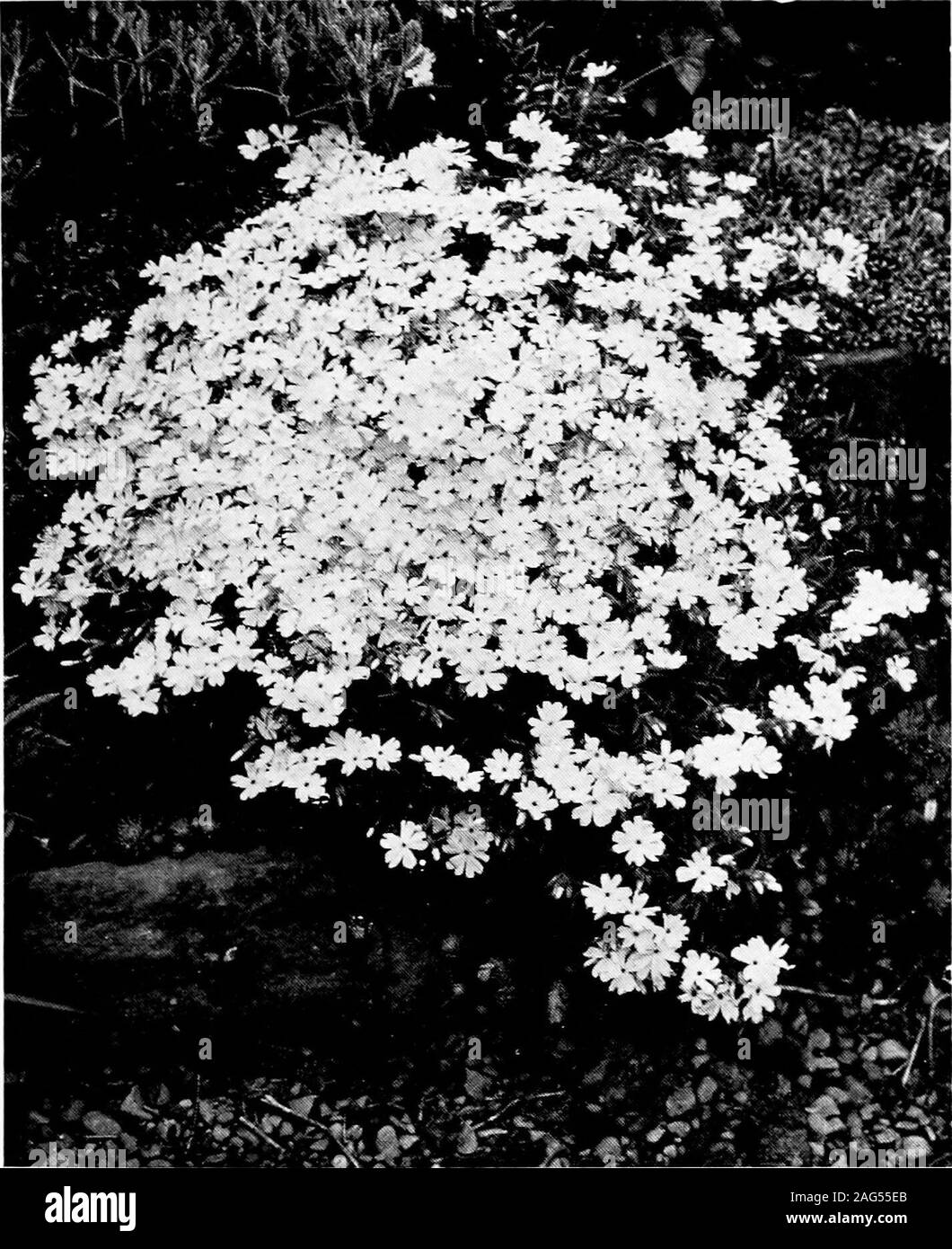 . The small rock garden. Fig. 51) * „ superbat*lncarvillea grandiflora *Iris cristata„ gracilipes„ lacustrisIsopyrum thalictroidest *Leontopodium alpinum(Edelweiss)Linaria alpina ,, hepaticeef olia Linaria pallidaLinnaea borealis*Linum flavumLithospermum gramini- folium„ prostratum * „ „ Heavenly Blue„ rosmarinifolium Lychnis lagascae*Mazus rugosus*Morisia hypogseaMyosotis Rhecteinerit* „ rupicola*Omphalodeg cappadocica„ Luciliae Onosma albo-roseum„ Bourgsi * „ echioides„ tauricum Origanum Dictamnus„ pulchellum t*Ourisia coccinea*Oxalis enneaphylla „ „ rosea Patriuia palmata*Pentstemon caerule Stock Photo