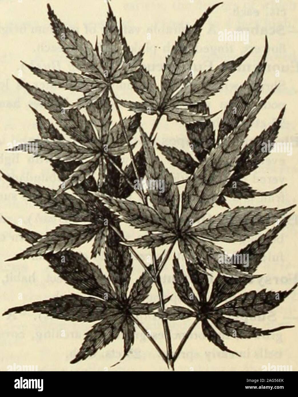 . Dreer's 1913 garden book. Japanese Maple. AU Prices include boxes, packing and delivery free to any transportation company in Philadelphia. fOffUlHRrADKa•IHHADHftHA-^-S CHOICE HARDY SHRUBS j]ff| 249 Pavla Macrostachya {Dwarf Horse Chestnut or Buckeye). Formsa broad, round bush with deep green foliage, and in July bears a mass ofbeautiful upright spikes of white blossoms. 25 cts. each. Philadelphia Boule d Argent. Very large double white flowers inJune; graceful habit. 25 cts. each. — Conquete. Large single flowers in clusters of 3 to 5, completelycovering the plant. 25 cts. each. — Coronariu Stock Photo