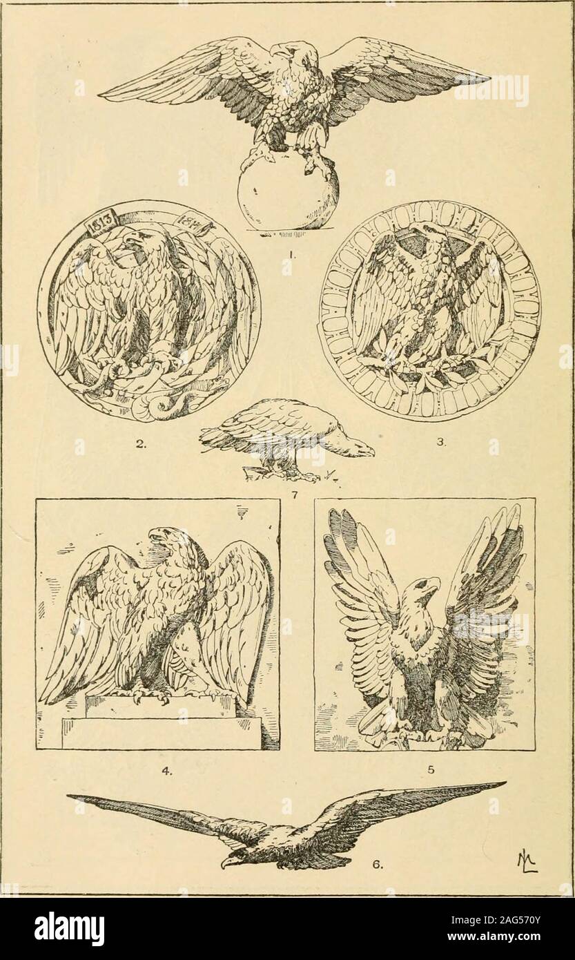 American Bald Eagle USA Ornithology Natural History Bird Lithograph Print 1910s Germany Illustration To Frame