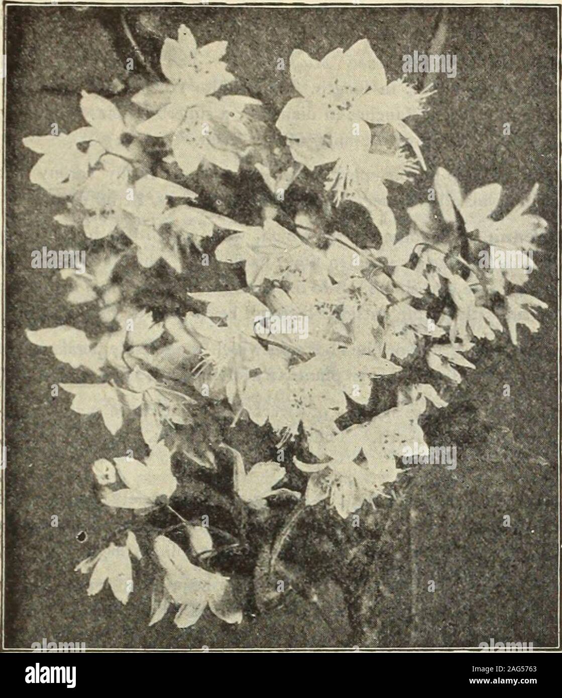 . Dreer's 1913 garden book. 247. Deutzta Lemoinei. Deutzias. Well-known profuse flowering Shrubs, blooming inspring or early summer. Succeed in any sunny position. Thedwarf varieties are desirable for forcing under glass. — Candidissima plena. A fine tall double white. 25 cts.each. — Crenata rosea plena (Double-flowering Deutzia).Double-white, tinged with pink; very desirable tall Shrub.(See illustration on page 248.) 25 cts. each. — Gracilis. A favorite dwarf bush, covered with spikes of purewhite flowers in early summer. 25 cts. each. — Lemoinei. Without doubt one of the very best dwarf hard Stock Photo