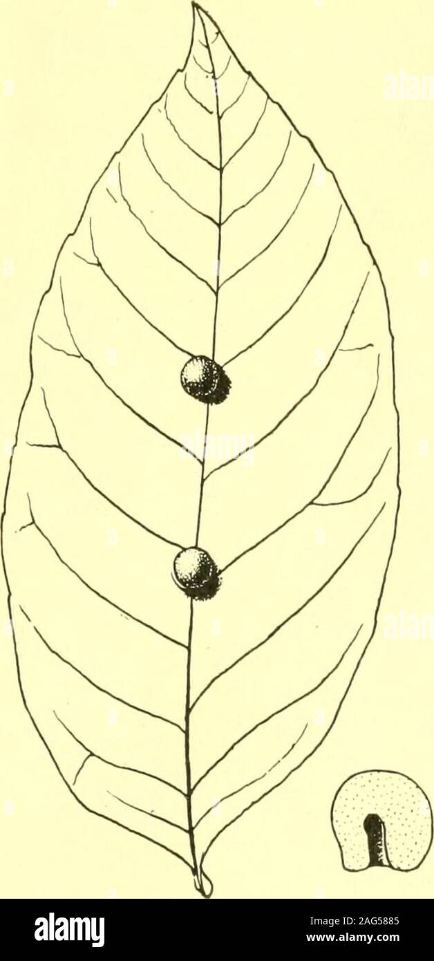 . Report of the State Entomologist on injurious and other insects of the state of New York. Fig. 189. Pink-ster bud gall, As-phondylia aza-leae Felt. (Orig-inal) Gaylussacia frondosa (dangleberry)Irregular globose monothalamous or lobulate polythalamous leaf gall, diameter5-10 mm. Beutm. 07c, p. 392 Itonid. Cecidomyia (vaccinii O. S.) Vaccinium (blueberry, cranberry) Reared from blueberries (fruit). Woods 16, p. 266 Itonid. Blueberry midge, Lasioptera fructuaria FeltApical bud gall on blueberry. Felt 156, p. 145 Itonid. Blueberry bud gall, Dasyneura cyanococci FeltOval, valved midrib leaf gall Stock Photo