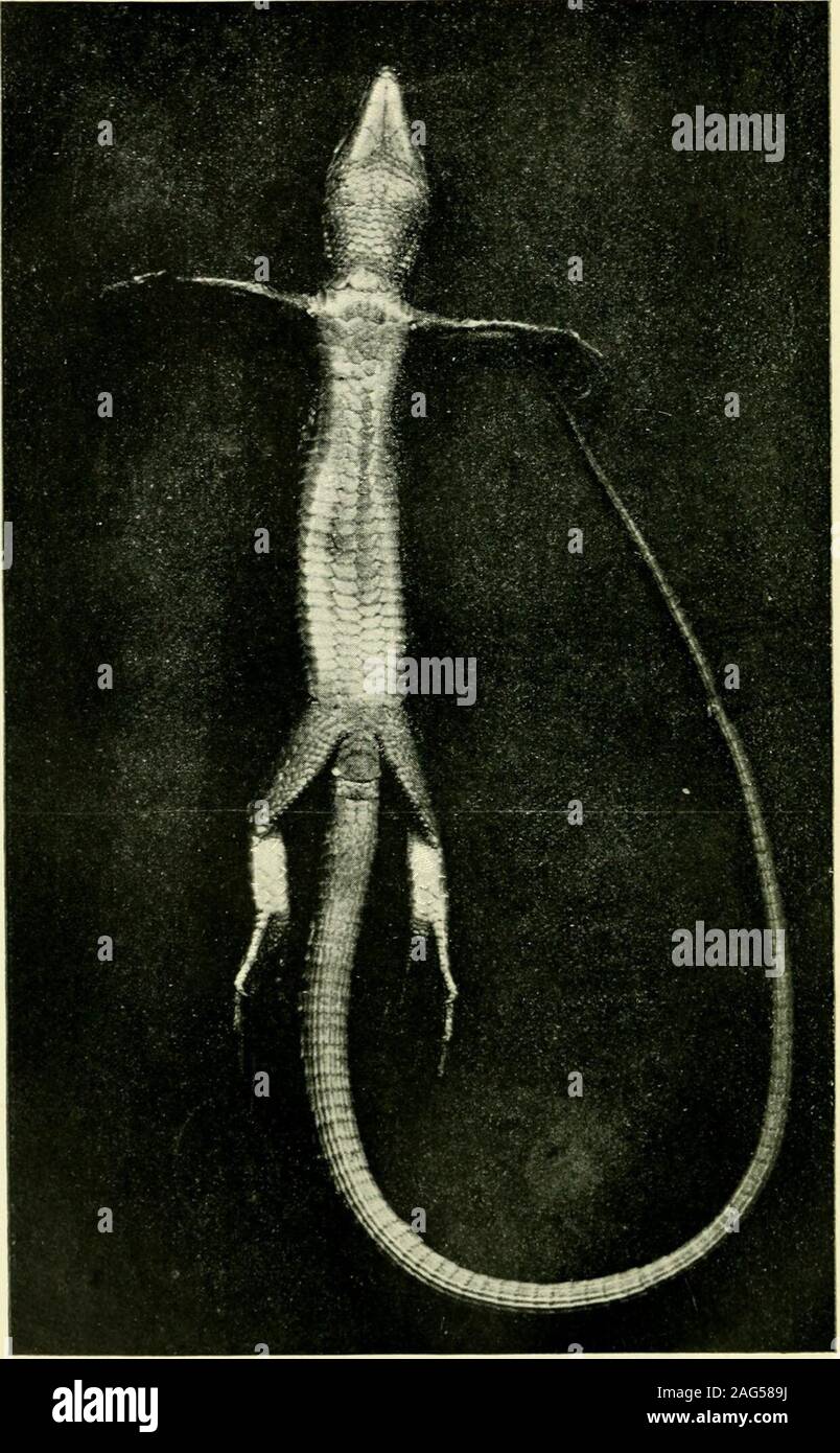 . The life-history of British lizards and their local distribution in ...