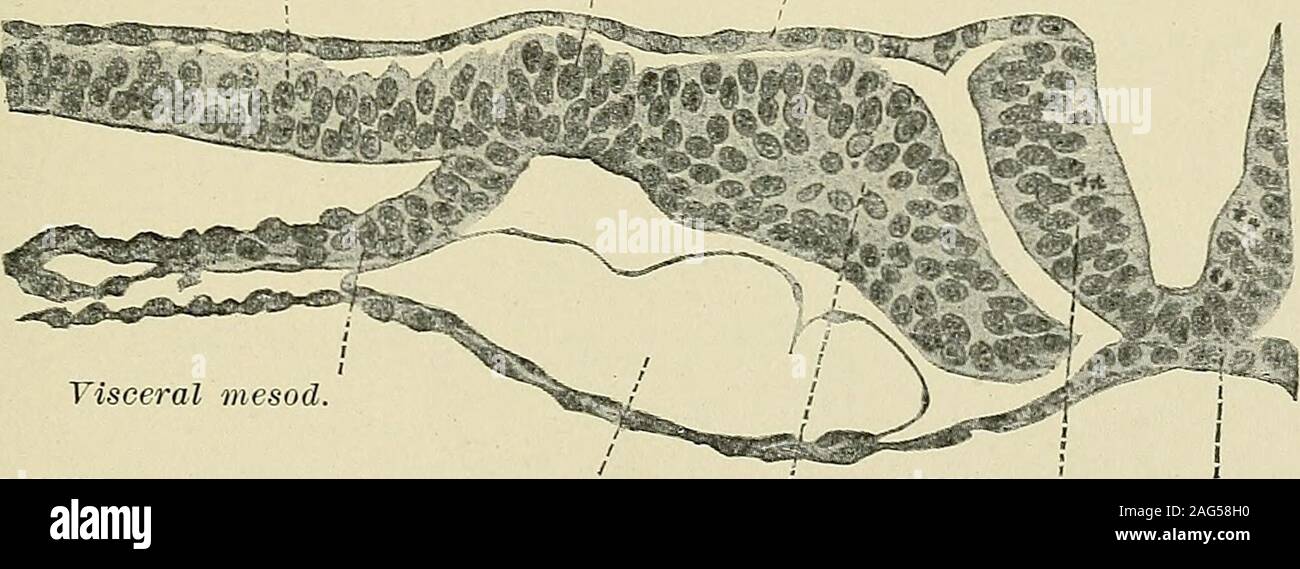 . Gynecological pathology; a manual of microscopic technique and diagnosis in gynecological practice, for students and physicians. udal to the duct, and which is a continuation at the expenseof the cloaca, does not really constitute the allantoic duct. A sharp linebetween the original ventral portion of the cloaca and the allantois doesnot exist. In embryos of three millimetres the medullary plates are notyet closed. The caudal intestine (Schw. D.) is present in the tail. This Sklerotom ; Myotom Myocel Head kidneyor pronephros Aorta Glomerulus CelomIntestine Figuee 77. -Transverse Section in Stock Photo
