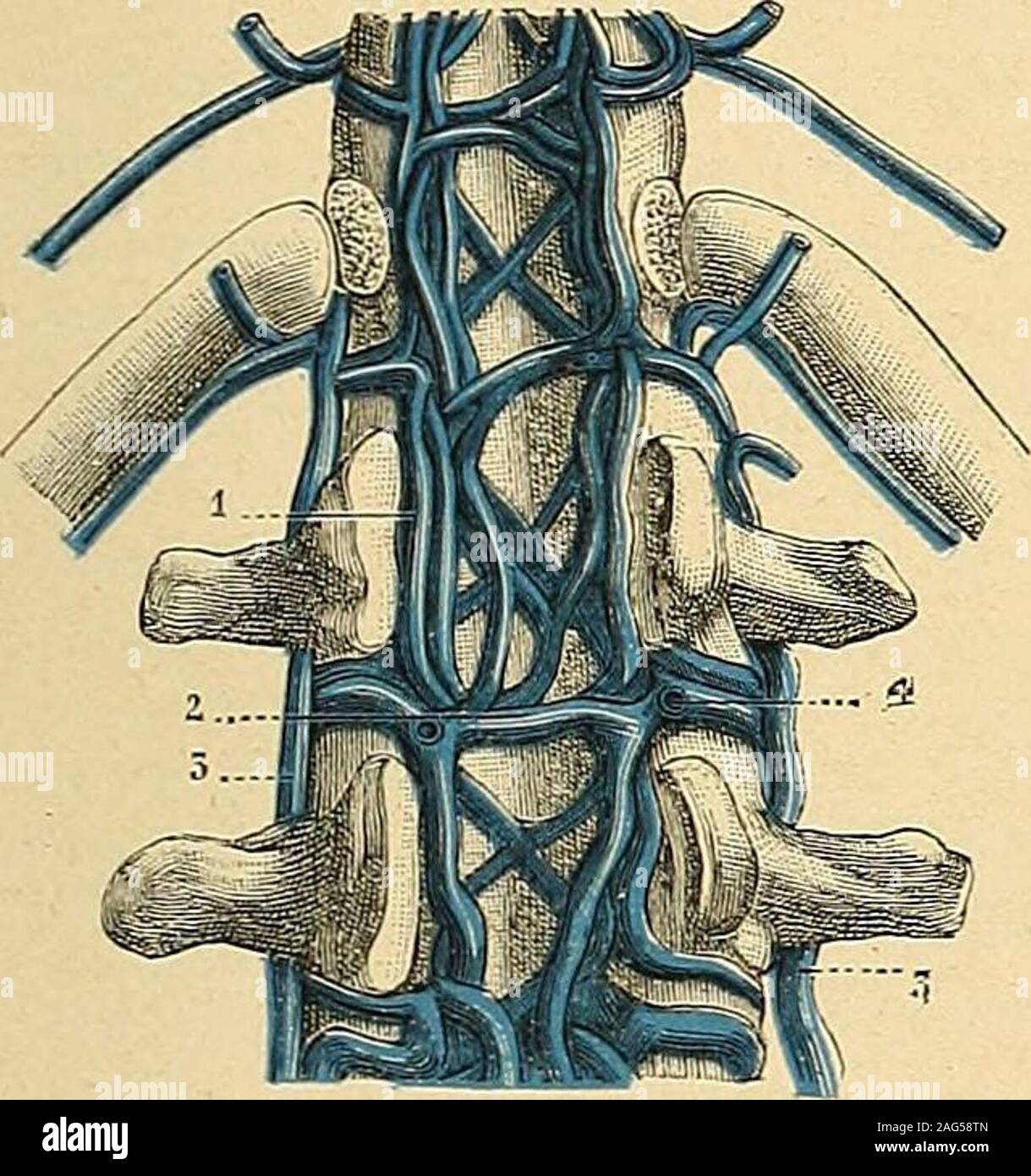 . Traité d'anatomie humaine : anatomie descriptive, histologie, développement. ntercostales. b. Leurs anastomoses. — Les quatre VEINES DU HACHIS 1113 décrire, presque toujours multiples et même plexiformes, sont reliées entre ellespar des anastomoses nombreuses, tellement nombreuses parfois, quelles trans-forment la circulation intra-rachidienne en un véritable plexus. Cest ainsi quauniveau de chaque vertèbre, les deux veines longitudinales antérieures sont réunieslune à lautre par une anastomose transversale, située entre le corps de la ver-tèbre et le ligament vertébral commun postérieur. De Stock Photo