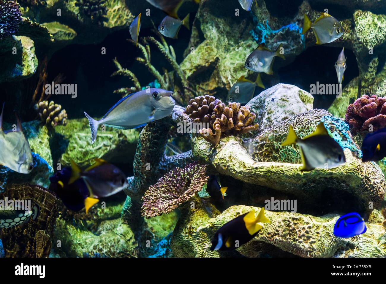 Close up photo of exotic colorful fish in sea and ocean world. Stock Photo