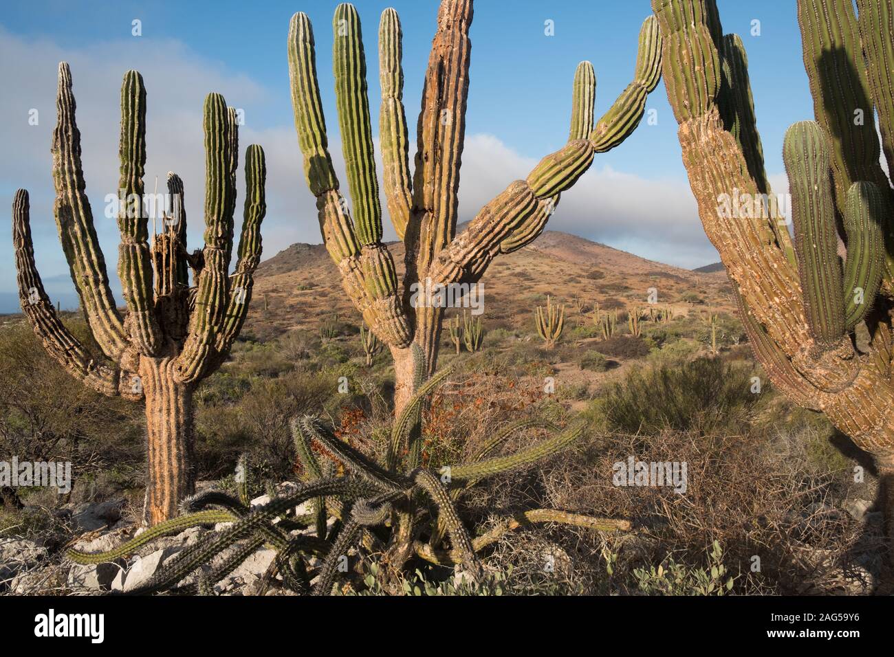 Cacti on Isla Espiritu Santo, Baja California Sur, Mexico Stock Photo