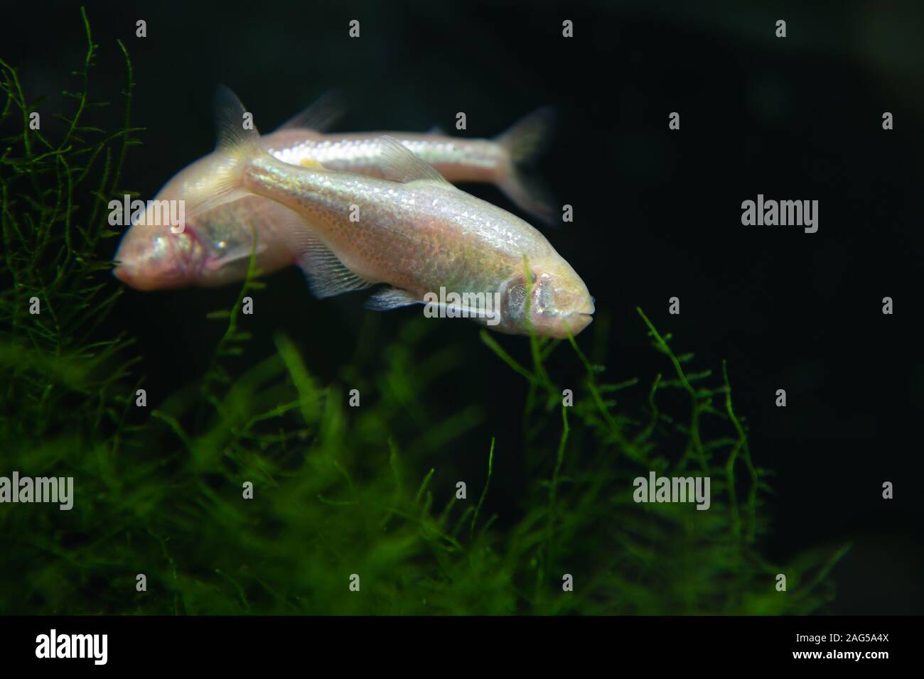 two-blind-cave-characin-astyanax-mexicanus-mexican-tetra-plants-stock