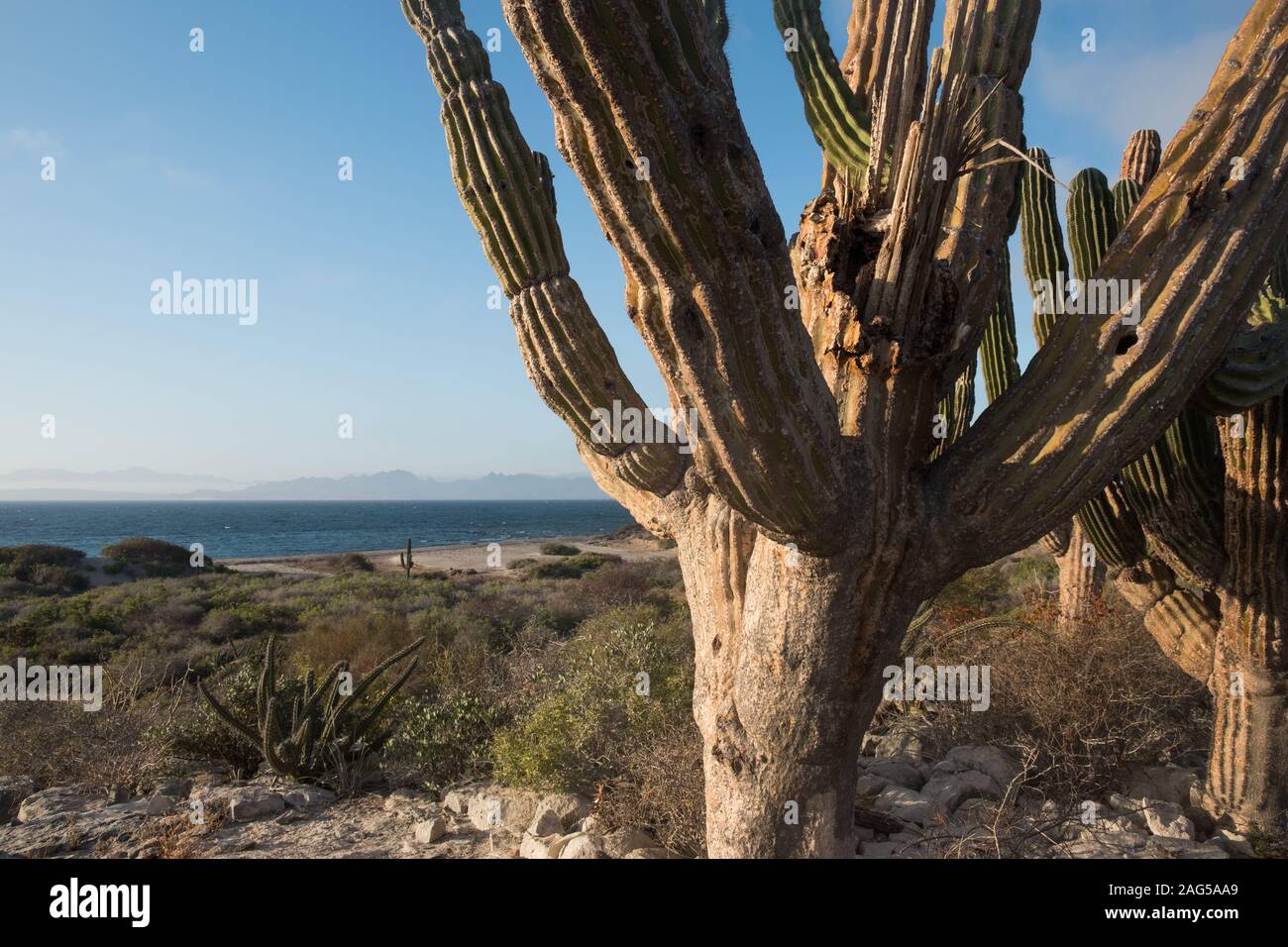 Cacti on Isla Espiritu Santo, Baja California Sur, Mexico Stock Photo