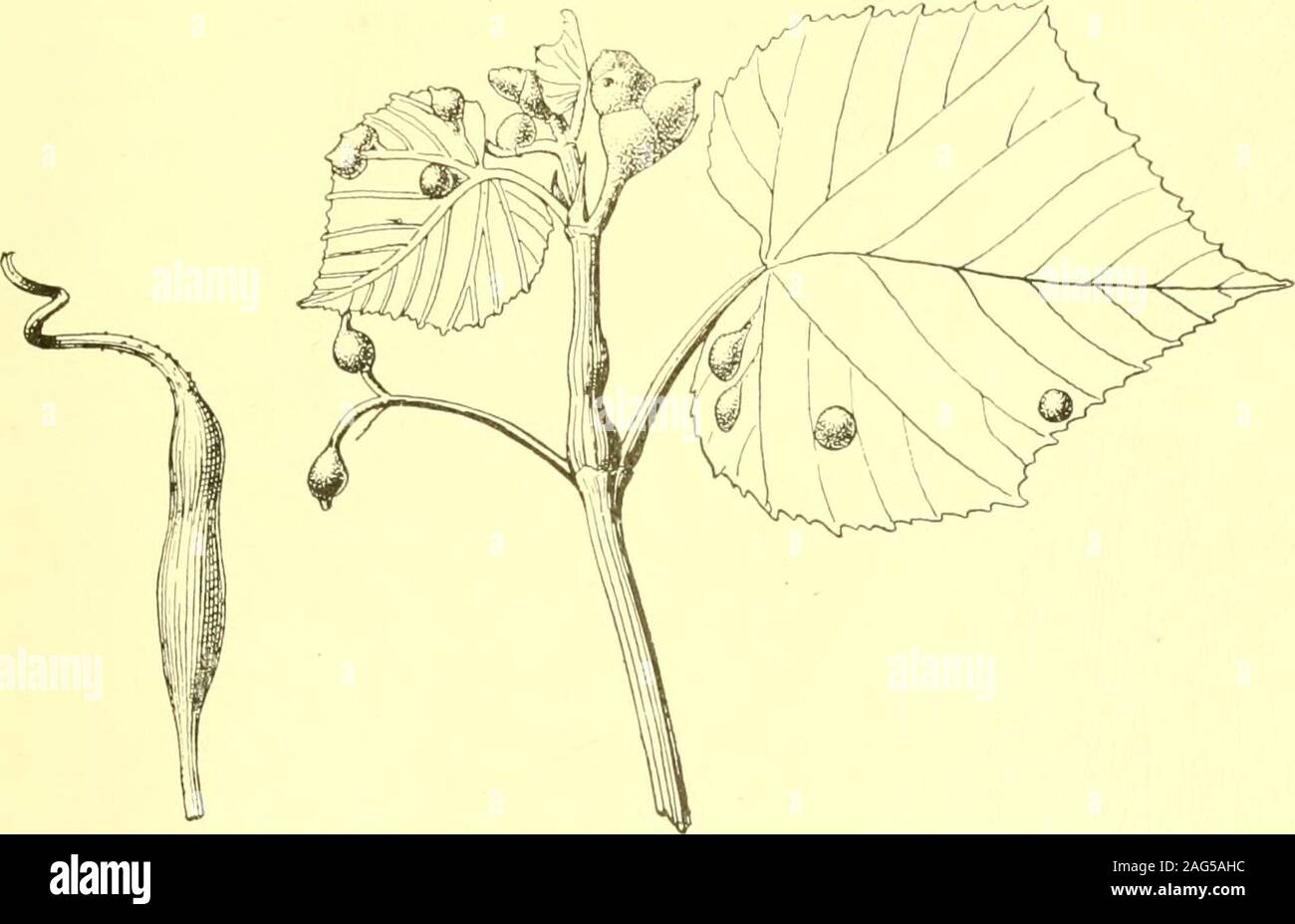 . Report of the State Entomologist on injurious and other insects of the state of New York. Fig. 171. Woodbine vein gall, Dasyneura par thenocissi Stebb. (Authors illustrati Clustered, fusiform, woolly, pubescent bud galls, each i to 1.5 cm long. PI. 13,fig. 6. Felt i6d, p. 107 Itonid. Grape filbert gall, Schizomyia coryloides Walsh & Riley KEY TO AMERICAN INSECT GALLS 167 Leaf or tendril galls Oval, petiole or tendril ^^all, length 2.5 cm, swelling mostly distant from thebase. Felt, i6d, p. 1 i,^ Itonid. S f h i z o m via ]) e t i o 1 i c o 1 a FeltReared from similar gall. Fig. 172. Felt o8e Stock Photo