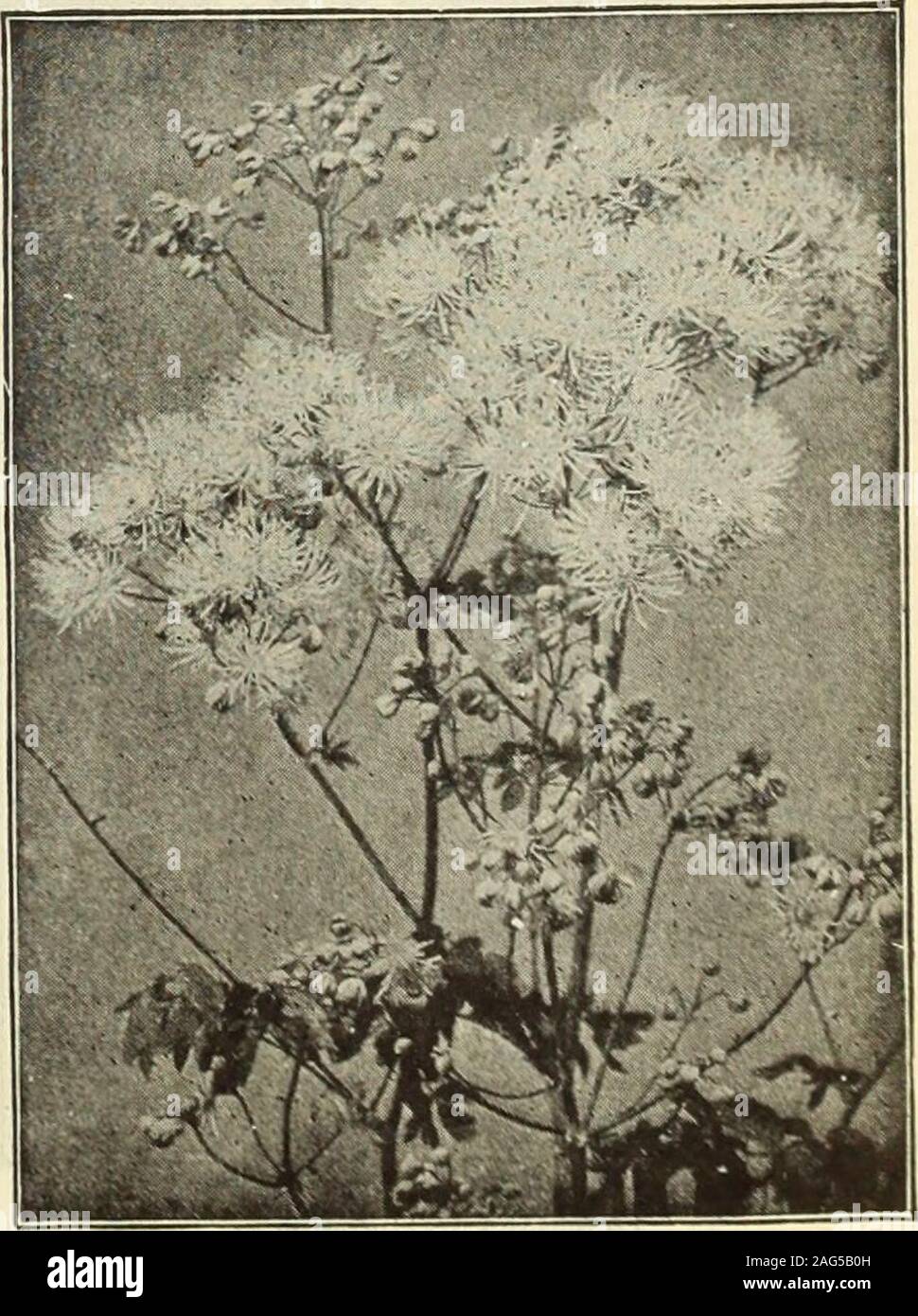 . Dreer's 1913 garden book. in the greatest profusion in late fall clusters of most peculiar lily-like flowers, which are creamy white, spotted purplish-brown. Shouldbe planted in semi-shady situation.Macropoda Striata. Useful for its foli&lt;- ge, which is prettily variegatedgreen and white. 25 cts. each; $2.50 per doz. TROLLIUS (Globe Flower). Desirable free-flowering plants, producing their giant Buttercup-likeblossoms on stems 2 to 2«- feet high from May until August; succeed ad-mirably in the border in a half-shady position in well-drained, preferablylight soil. Asiaticus Flore Croceo. Da Stock Photo