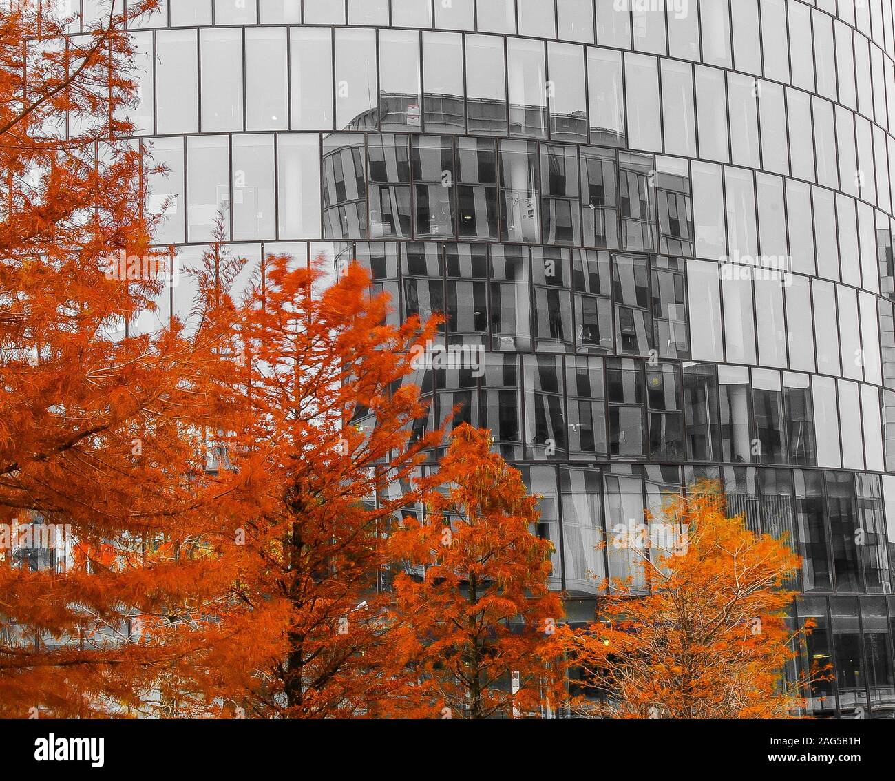 Low angle shot of a modern architecture building with mirror walls and trees with orange leaves Stock Photo