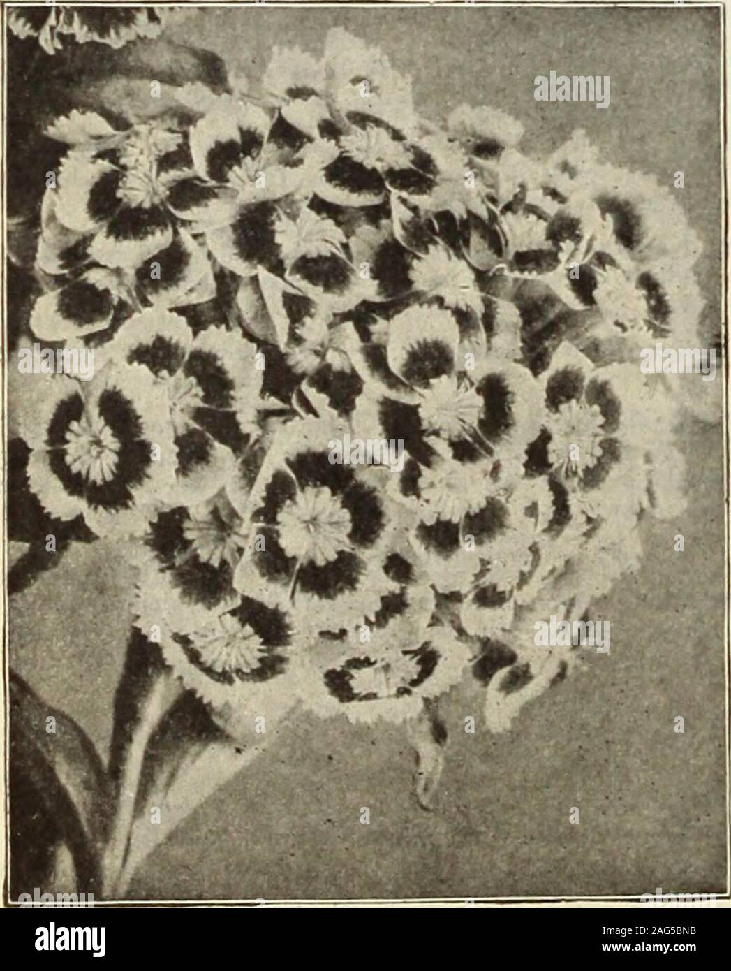 . Dreer's 1913 garden book. Stokesia (Cornflower Aster). STATICE. Sea Lavender.)Most valuable plants either for the borderor rockery, with tufts of leathery foliageand immense candelabra-like panicles ofminute flowers, producing a remarkableeffect; grows from 15 to 18 inches high,and blooms from June until September. Eximia. Bears immense heads of lovelylilac flowers. Large panicles of violet-blue Statice Latifolia.. Sweet William. Gmelini. flowers.Latifolia (Great Sea Lavender). Immenseheads, 2 to 3 feet across, of deep blue flowers,which last for months if cut and dried.Tartarica. Bright pur Stock Photo