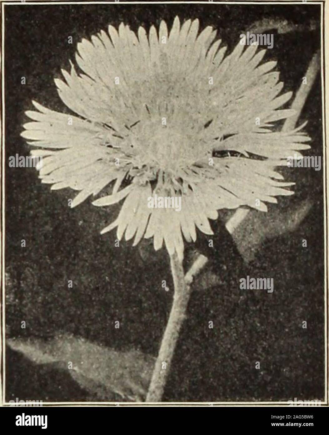 . Dreer's 1913 garden book. Stokesia (Cornflower Aster). STATICE. Sea Lavender.)Most valuable plants either for the borderor rockery, with tufts of leathery foliageand immense candelabra-like panicles ofminute flowers, producing a remarkableeffect; grows from 15 to 18 inches high,and blooms from June until September. Eximia. Bears immense heads of lovelylilac flowers. Large panicles of violet-blue Statice Latifolia. Stock Photo