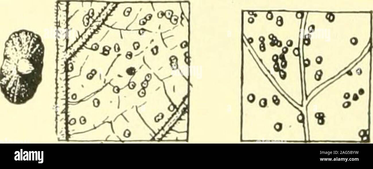 Insect Bladder . Report of the State Entomologist on injurious and other insects of ...