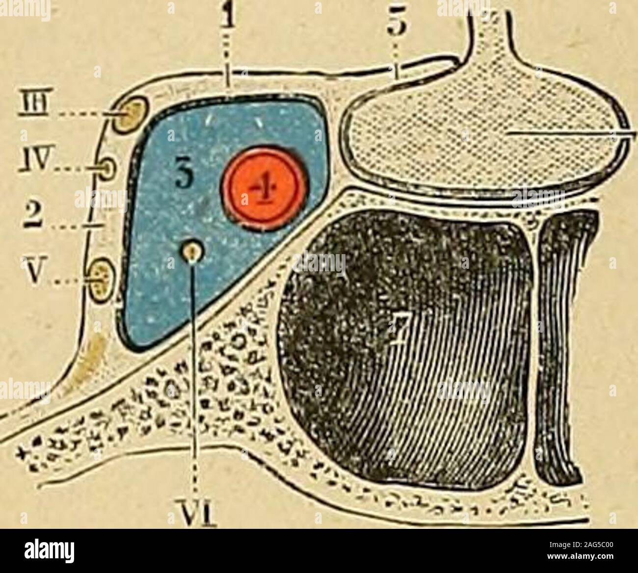 Traité d'anatomie humaine : anatomie descriptive, histologie,  développement. emarquable à la fois par sonvolume et par la brièveté de son  parcours, le sinus caverneux est situé de chaquecôté de la selle
