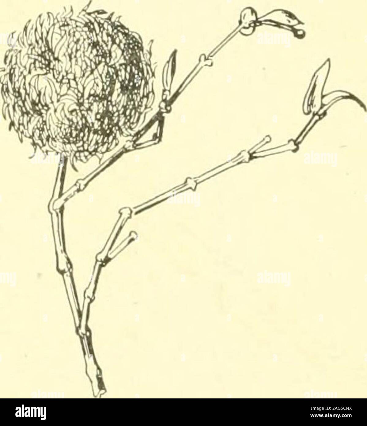 . Report of the State Entomologist on injurious and other insects of the state of New York. Fig. 161. Eriophyes on Gera-nium richardsonii. (Origi-nal) Euphorbiaceae (spurge family) ManUiot (cassava)Leaf galls. Felt loc, p. 268 Leaf galls. Felt 12c, p. 144 Itonid. I t o n i d a m a n i h o t Felt Itonid. Lasiopteryx manihot Felt Acalypha (three-seeded mercury) Subglobular, reddish brown bud gall, diameter 4 mm. Felt iij, p. 452 Itonid. C e c i d o m y i a sp. Phylkinthus distichus (Otaheite gooseberry) Reared from fruit. Felt i6d, p. 123 Itonid. Asphondylia siccae Felt 158 NEW YORK STATE MUSEUM Stock Photo