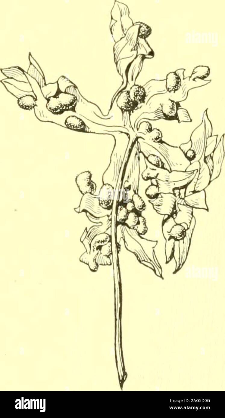. Report of the State Entomologist on injurious and other insects of the state of New York. Fig. IS9- Lasio-ptera desmodii Felt,two types of gall. (Au-thors illustration) Zygophyllaceae (Caltrop faltiily) Covillea tridentaia (creosote bush)Gall undescribed. Felt i6d, p. 118 Itonid. Asphondylia auripila FeltGlobose, polythalamous, woody gall bearing a dense cluster of thin, linear fila-ments, diameter of gall i to 2 cm. Ariz. Fig. 162. Trotter 11, p. 132 Itonid. Asphondylia ?auripila Felt KEY TO AMERICAN INSECT GALLS 157 Rutaceae (Rue family) Citrus (orange, lemon)Irregularly lobulatc, woody bu Stock Photo