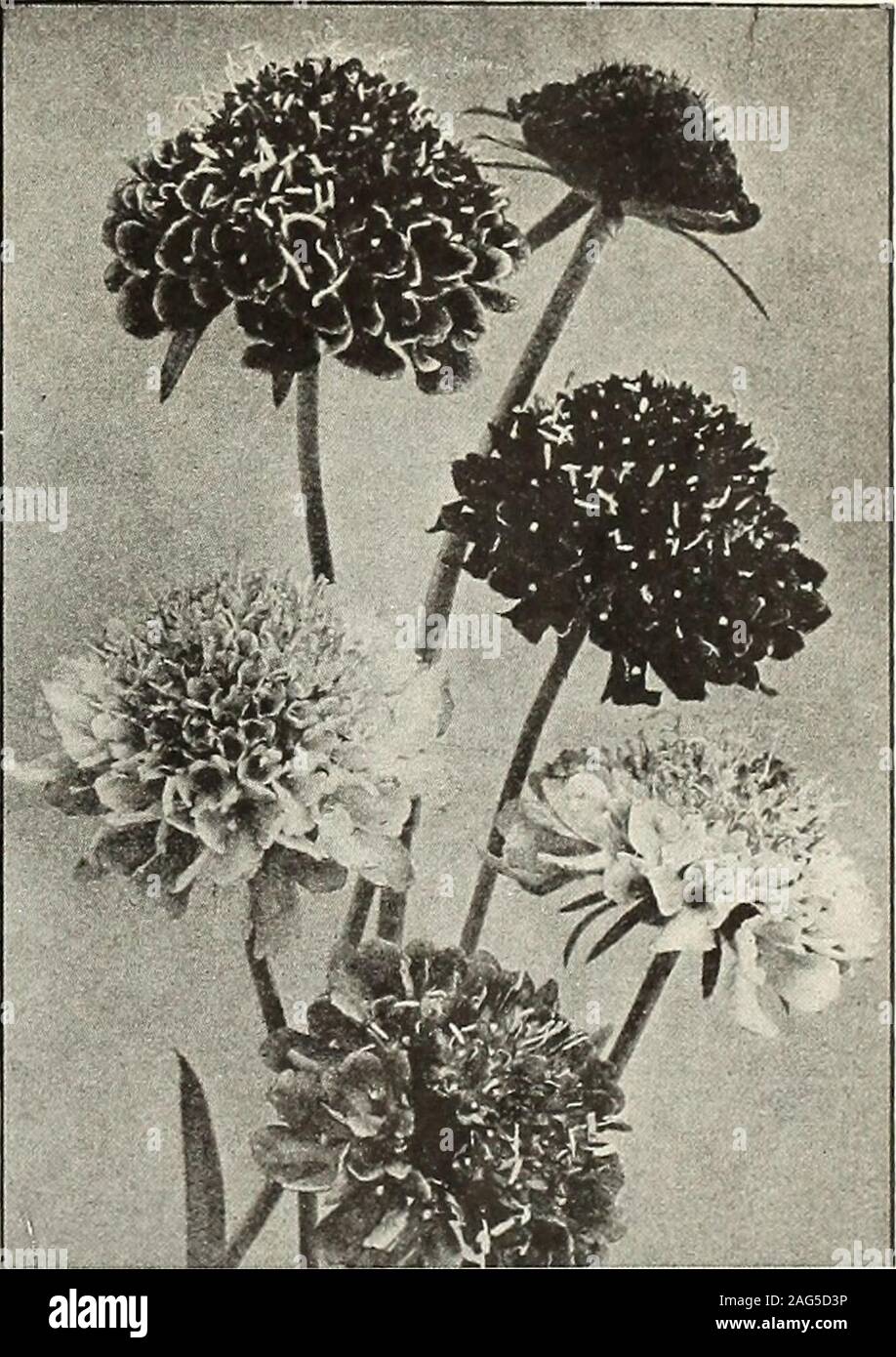 . Beckert's seeds. ^oz. 25 cts., oz. 80 cts. 59. Scabiosa or Pincushion Flower PERENNIAL SCABIOSAS 4527 SCABIOSA caucasica. HP. Flowers lightazure-blue, on long stems. Blooms the first seasonfrom early-sown seed. 3 feet. Pkt. 15 cts. 4529 SCABIOSA japonica. HP. Bushy plantswith lavender flowers; fine for cutting; early bloom-ing. 2 feet. Pkt. 10 cts., Mc-z. 35 cts. Becketts Seed Store, 101 and 103 Federal St., N. S., Pittsburgh, Pa. FLOWER SEEDS Beckerts Superb Spencer or Orchid-Flowered Sweet Peas 4712 Dobbies Cream. Stock Photo
