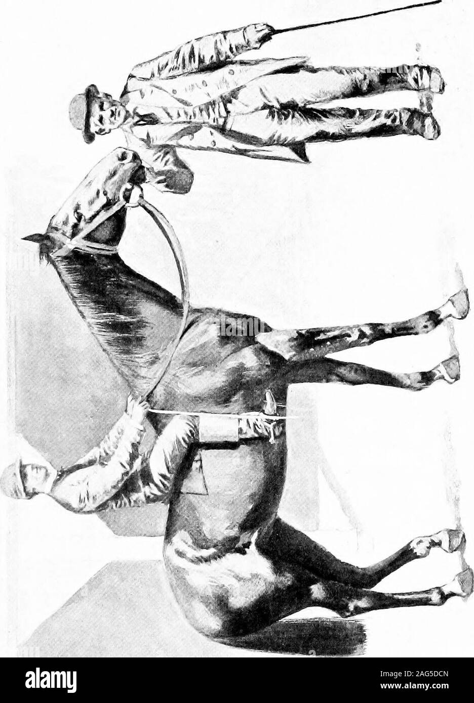 . The horse in America; a practical treatise on the various types common in the United States, with something of their history and varying characteristics. il War the breeding of Thor-oughbreds was severely interrupted, as in Ken-tucky and the South generally there were sternerthings to be done. Besides, the armies were al-ways looking for horses without any prejudicesagainst Thoroughbreds, and the guerrilla bandshad an absolute fondness for them. It did notcease, but languished. Immediately afterwards itstarted again, there being many new importa-tions from England, and in 1866 Jerome Parkwas Stock Photo