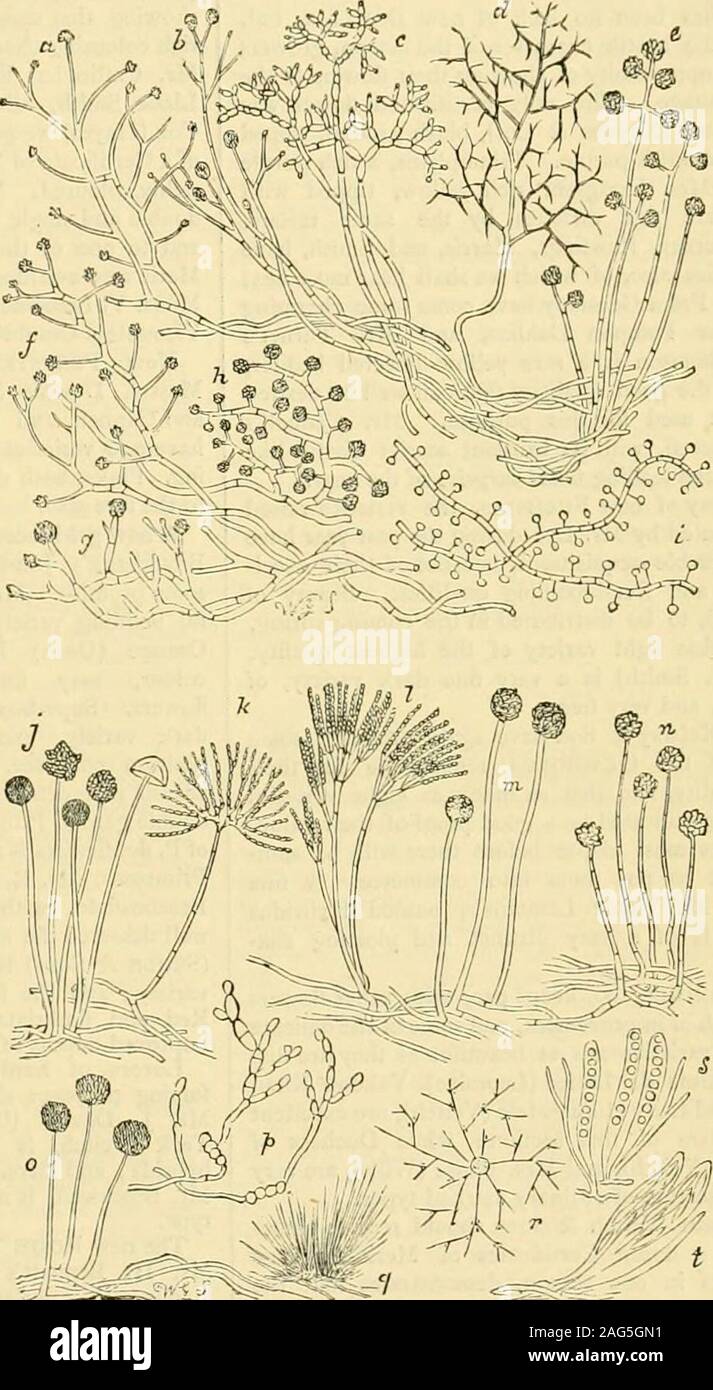 . The Gardeners' chronicle : a weekly illustrated journal of horticulture and allied subjects. Fig. 2.—COTTON cloth, with mildews growing out of it (magn.. Fig. 3.—mildews found on cotton cloth (magn. charming and chaste flower, with much refinementof colour. Llewelyns Grey Friar is a bold variety,of large size and good properties, perhaps a little tooover-sized to be compatible with refinement, whileHorners Ringdove is a dark violet self, with all thequalities so well balanced as to form an approximatelyperfect Auricula. Mr. Turners new alpines, A, F.Barron, Duchess of Connaught, Mrs. Ball, a Stock Photo