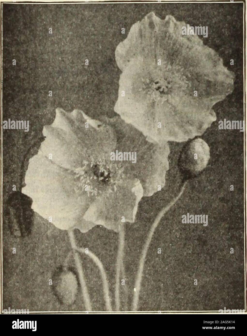 . Dreer's 1913 garden book. Iceland Poppies. Okibntal Poppy. PAPAVER ORIENT ALE. (Oriental Poppy.) These are the regal representatives of this popular genus, farsurpassing in splendor of bloom all the annual and biennial kinds,and for a gorgeous display of rich and brilliant coloring nothing equalsthem during their period of flowering in May and June, and whetherplanted singly or in masses their large flowers and freedom of bloomrender them conspicuous in any position. They are of the easiestculture; almost any kind of soil suits ihem. but they do best in deep,rich loam; set the plants out in Stock Photo