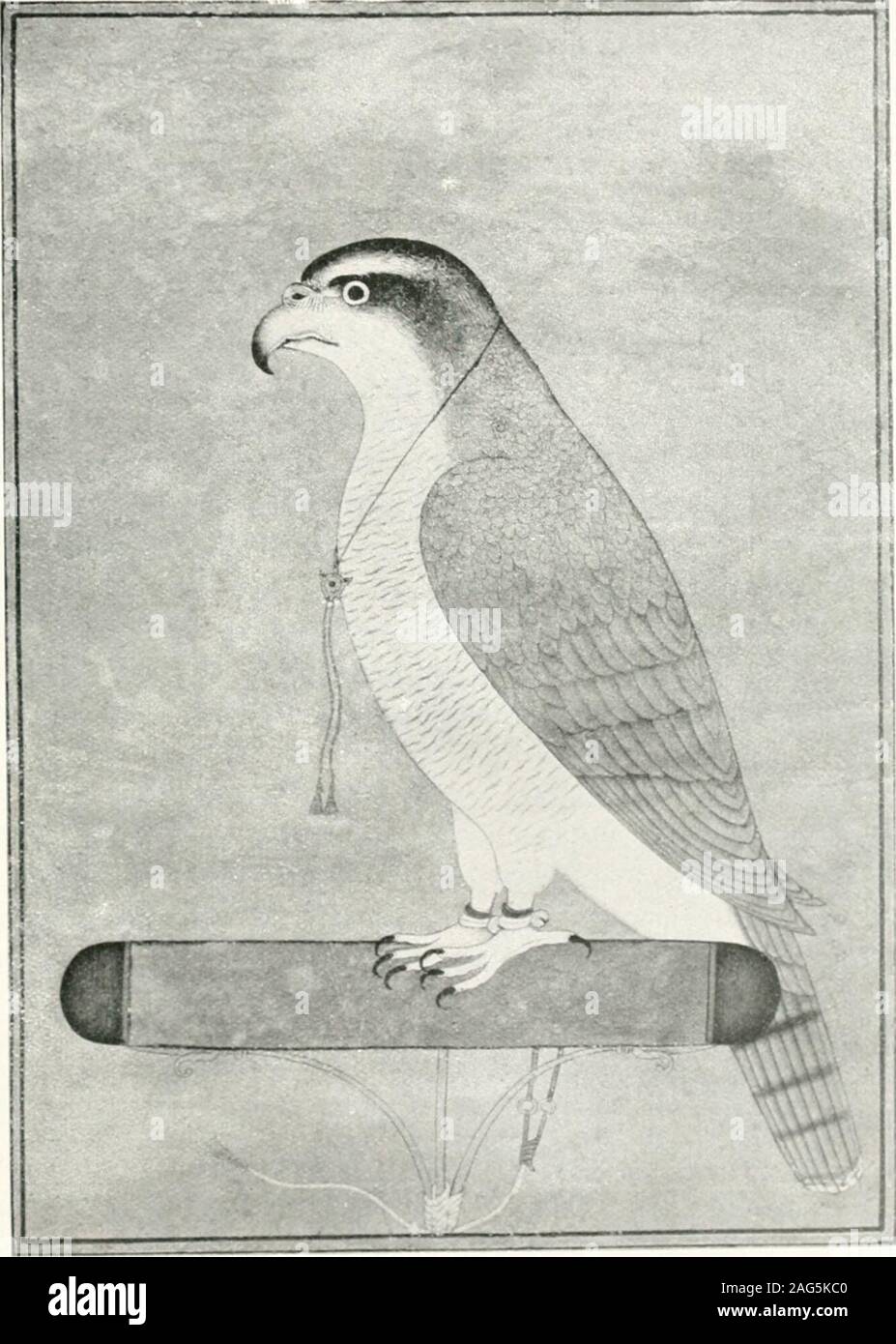 The Baz-nama-yi Nasiri, a Persian treatise on falconry;. ill eat on the  fourth day. A soon as she has learnt to eat freely with seeled eyes,  wdietheron your fist or off