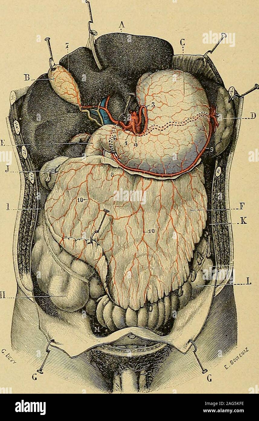 Anatomie Humaine De Vésicule Biliaire Et De Pancréas Illustration Stock -  Illustration du diagnostique, biologie: 74088490