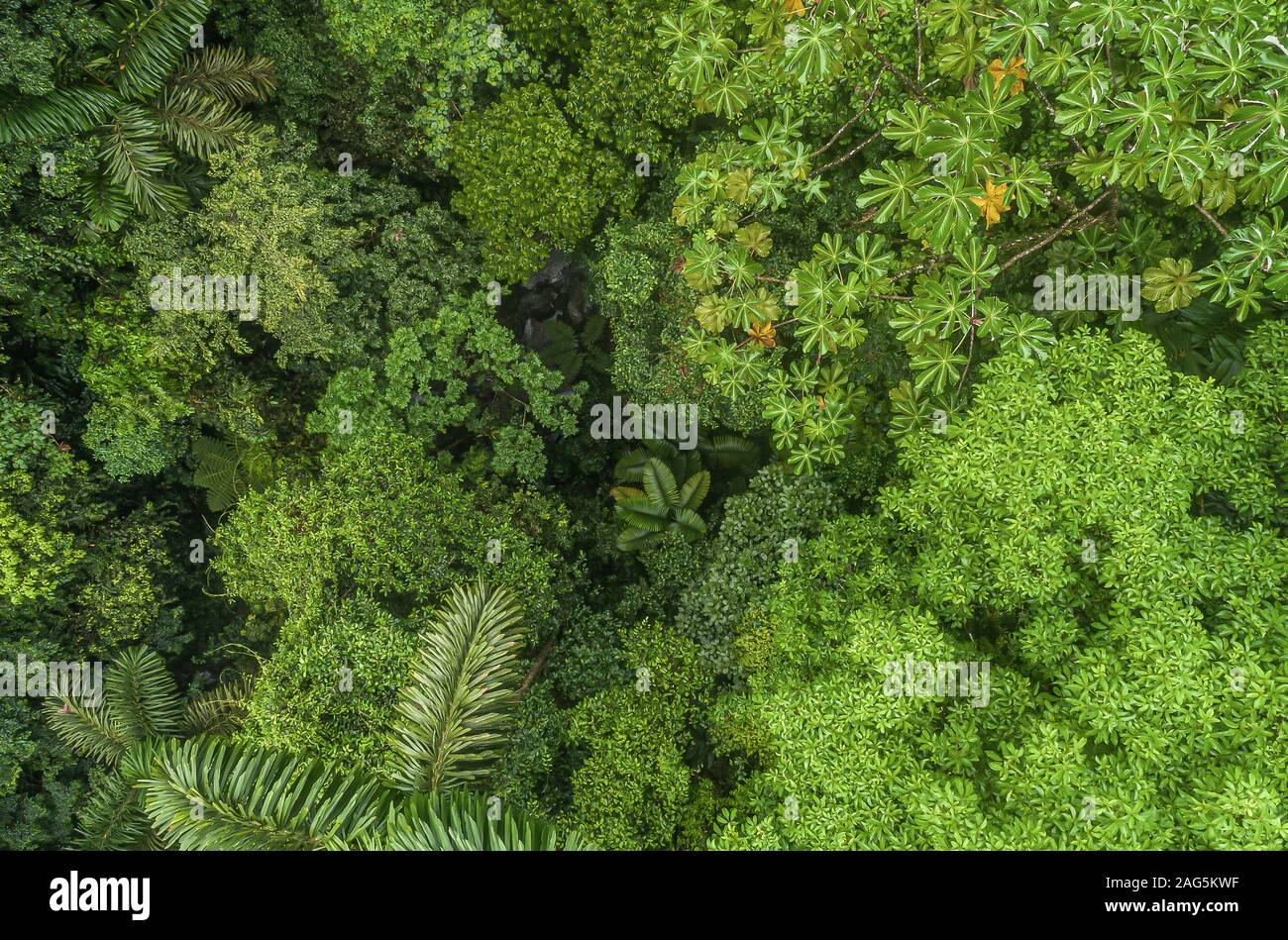 Rainforest canopy drone hi-res stock photography and images - Alamy