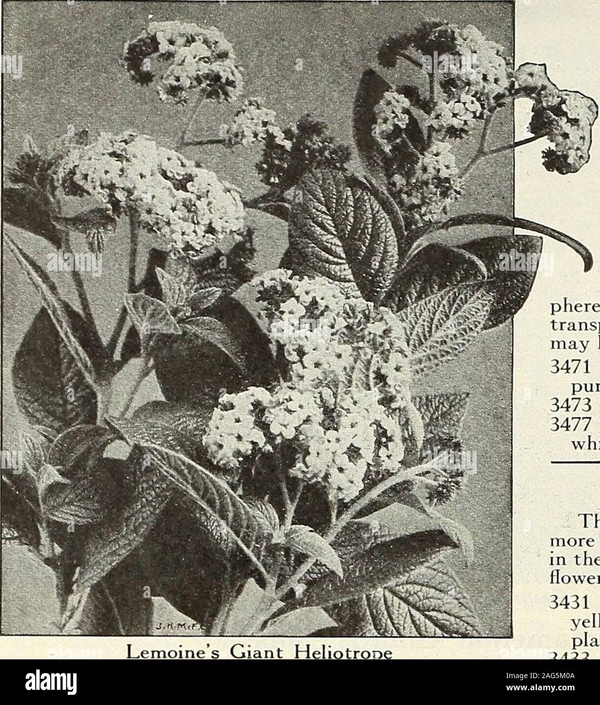 . Beckert's seeds. bunching with Sweet Peas, etc. 1J4 feet. Pkt. 5 cts., oz: 20 cts.3369 Erianthus Ravenna;. HP. Silvery plumes and violet-shaded leaves.8 to 10 feet. Pkt. 10 cts., oz. 65 cts.3371 Eulalia zebrina (Zebra Grass). HP. Leaves barred yellowish white. 4 feet.Pkt. 10 cts. 3375 Gynerium argenteum (Pampas Grass). HP. Beautiful, tall silvery plumes.8 to 10 feet. Pkt. 10 cts., oz. 80 cts. 3382 Pennisetum villosum (longistylum). HA. Known as Fountain Grass;greenish white plumes. 2x/i feet. Pkt. 10 cts., oz. 65 cts. 3383 Pennisetum Ruppelii (Purple Fountain Grass). HA. Purple plumes. 2Yi f Stock Photo