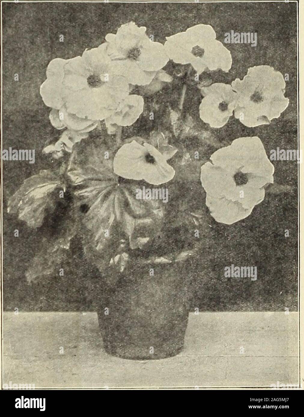 . Rawson's garden manual / W.W. Rawson & Co.. recent years has the Ameri-can florist recognized the value of thisflower, and now they are grown here, wemay say, by the million. Plant in Mayout-of-doors. Single Caen (the Giant French, orPoppy-flowered Anemone). Finestmi.xed. 21 is per doz., 5i per 100, S7per 1,000. Single Coronaria. Finest mixed. 15 cts. per doz.. Si per 100, Ss per 1,000.Single Blue. Bright color. 20 cts. per &lt;l&lt;jz., Si per 100, $7-50 per 1,000.Single Scarlet. Very showy. 20 cts. per doz., Si per 100, S7-50 per 1,000.Single White (The Bride). Pure snowy white. 20 cts. pe Stock Photo