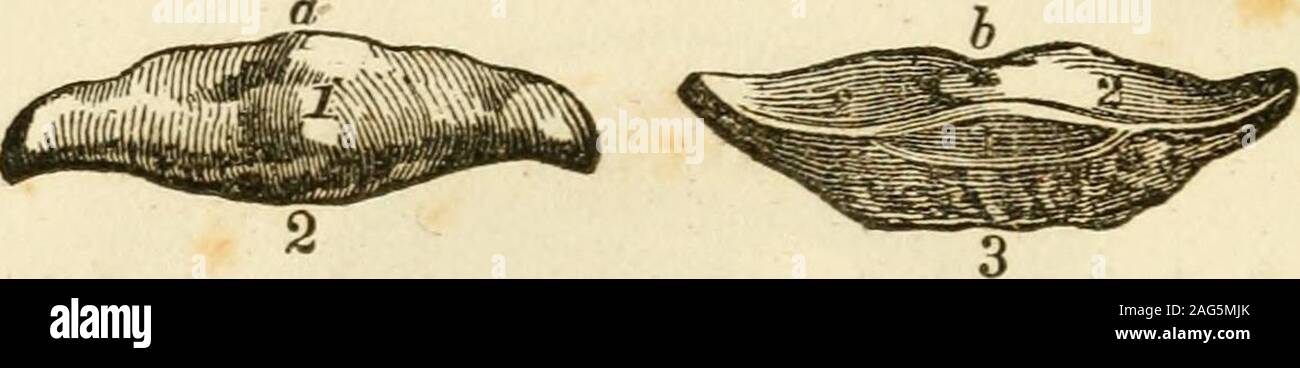 . The horse's foot and how to keep it sound. fig. 4.—The coffin bone. a. The toe ;—showing its elevation from the ground line of th»sides of the bone, as also its notched appearance. h b. The wings. c c. Holes for the passage of the arteries, which supply the sensi-ble covering of the bone and the bone itself with blood. d d. Surfaces, which form part of the coffin joint. e. The body of the bone much roughened for the attachment ofthe sensible laminae, and thickly studded with holes for thdpassage of blood-vessels. 5 60 THE HORSE S FOOT, Fig. 5.. Fig. 5.—Two views of the navicular bone. a. The Stock Photo