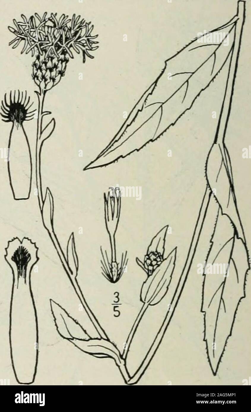 . An illustrated flora of the northern United States, Canada and the British possessions : from Newfoundland to the parallel of the southern boundary of Virginia and from the Atlantic Ocean westward to the 102nd meridian. 6. Centaurea maculosa Lam. Spotted Knap-weed. Fig. 4661. C. maculosa Lam. Encycl. i: 669. 1783. Annual or biennial, looseh floccose-pubescent orglabrate, usually much branched, 2°-i° high, the stiffbranches ascending. Leaves pinnatifid into linearsegments, or the upper linear and entire, the lowerup to 3 long; heads peduncled, about 10 broad;involucre ovoid, its ribbed bracts Stock Photo