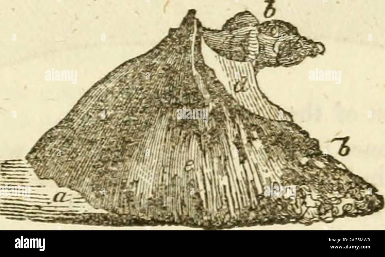 . The horse's foot and how to keep it sound. a.b. g. 3.—The