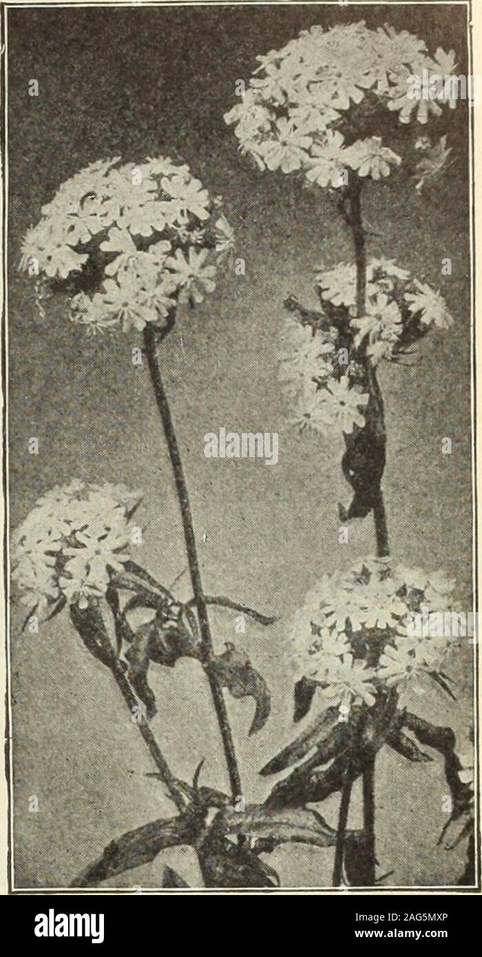 . Dreer's 1913 garden book. mil * V ? - «r m ?i tp!^ • MB |  1/. Lychnis Chalcedonica. MONARDA DlDYMA SpLENDENS. MENTHA (Mint). Rotundifolla Varlegata. Foliage darkgreen with creamy-white variegation. 10cts. each; $1.00 per doz.; $6 00 per 100. MERTENSIA (Blue Bells).Virginica. An early spring-flowering plant,growing about 1 to lj feet high, withdrooping panicles of handsome light blueflowers, fading to clear pink; one of themost interesting of our native spring flow-ers; May and June. 15 cts. each; $1.50per doz. MONARDA (Bergamot). Showy plants growing from 2 to 3 feethigh, succeeding in any Stock Photo