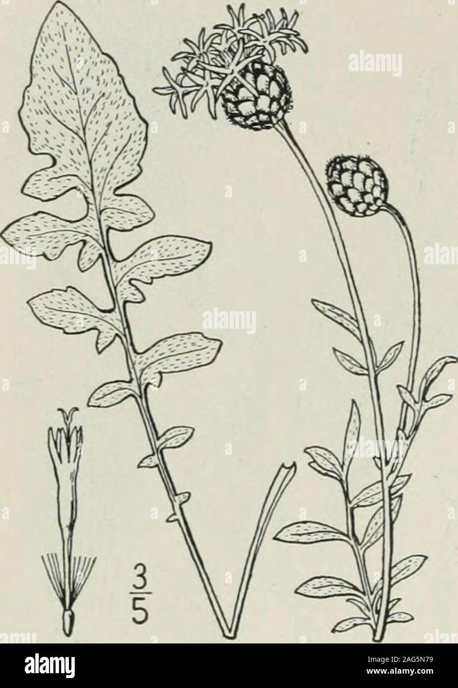 . An illustrated flora of the northern United States, Canada and the British possessions : from Newfoundland to the parallel of the southern boundary of Virginia and from the Atlantic Ocean westward to the 102nd meridian. 55S COMPOSITAE. Vol. III.. 4. Centaurea Scabiosa L. Scabious Knapweed.Greater Centaury. Fig. 4659. C. Scabiosa L. Sp. PL 913. 1753. Slightly pubescent or villous, perennial; stem simpleor branched, about 2° high. Leaves all pinnatifid, thelower and basal ones petioled, often 6 long, the uppersessile and much smaller; heads about 2 broad, onbracted peduncles i-4, long; involuc Stock Photo