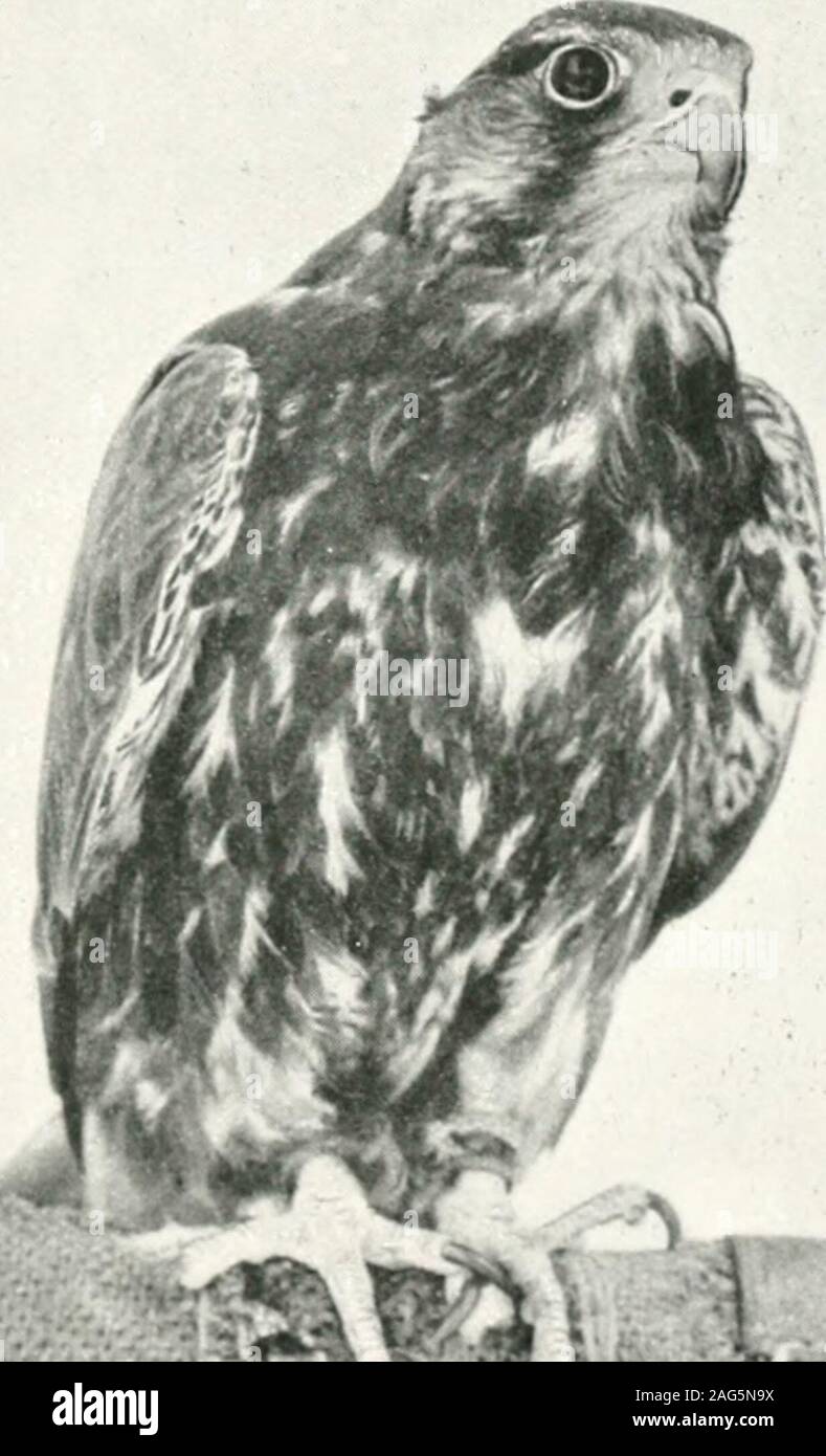 . The Baz-nama-yi Nasiri, a Persian treatise on falconry;. e hurr sdfimust have the back free from Pleiades, ^ the prop feathersclear of marks,^ and the two outside feathers (one on eachside) void of stain.- Also it must have no cheek stripe, norblack under the eyes. Should the hawk not have these points,they class it as jihdll and not as hurr sdfl. Bdldbdn-i La/if.—Next is the hdldhdn-i laflf,^^^ and of this there ^ Qcipdq; derivation unknown. ^ These two feathers are apparently called by the Arabs ruddfa.This word is the plural of radlf, which literally signifies to ride pillion.In ni. c. it Stock Photo