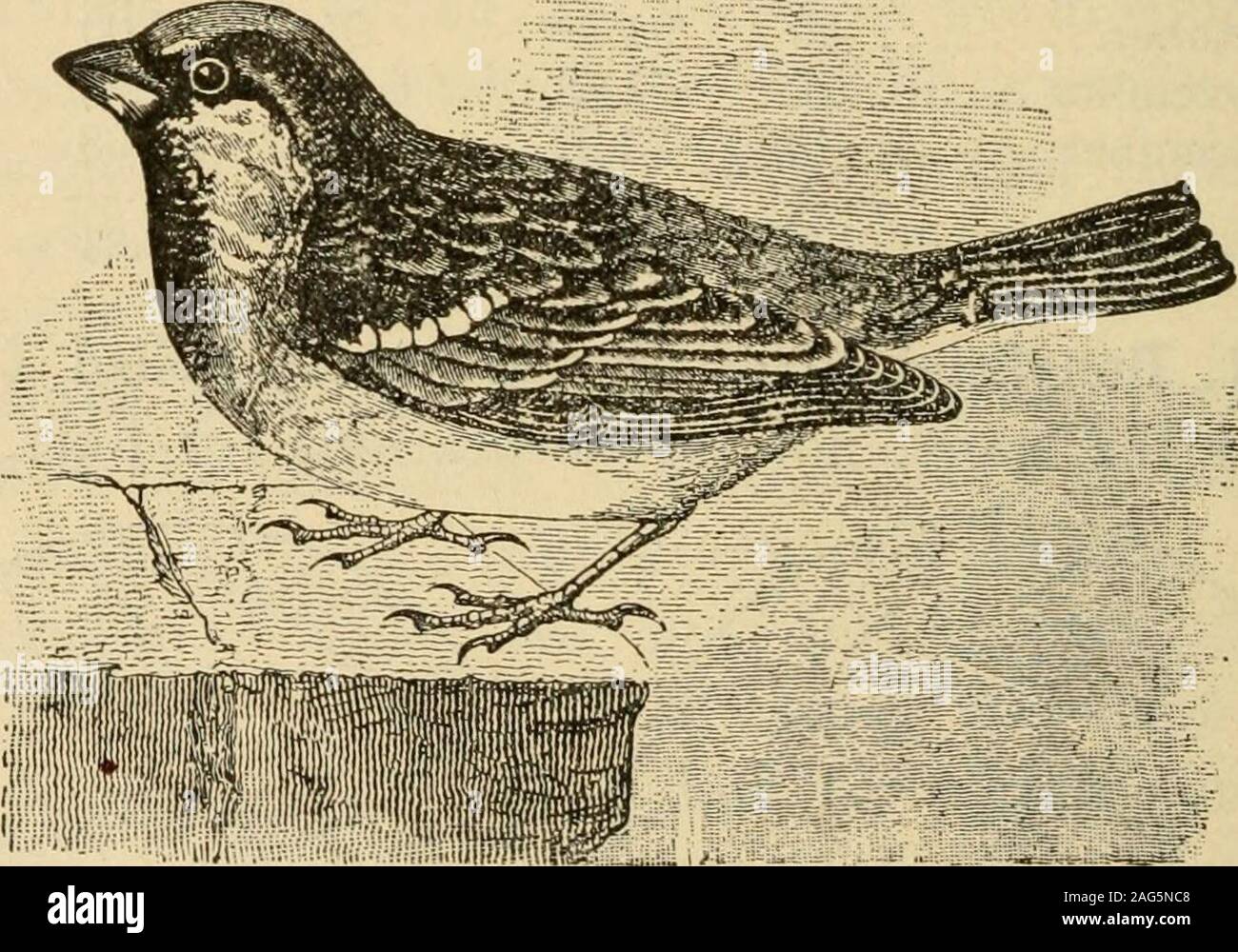 Elementary principles of agriculture; a text book for the common schools.  Adult Nestlmgs Fig, 116. Diagram showing proportions of food of English  sparrowyoung and adiUt. 182 Elementary Principles of Agriculture time