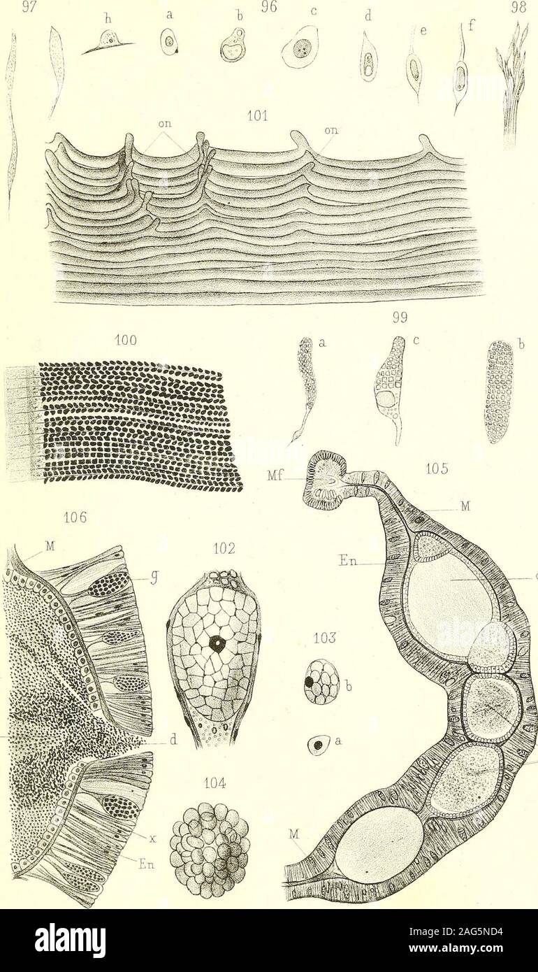 . Annales des sciences naturelles. Et. Jour dan del. Imp .Eeccmet, Paris . Cenanthus membranaceus AiiTi.des Sc.nat. 6 e Série97 Zool.T.lO.PL.14.. Et. Jour dan del. Tmp 3 ecquet, Pans . Cenantlms membranaceiis. Aim. des Sc .Tiat. 6 f S érie109 v 107 Zool.T.10. PL. 15.108 *£ smm & 1 ïj- *«? EC #%. «g:- pif m J-M^*^ •&gt;? Il il Pi |;.|l|!f Bf|l • i *J%W   *mÀ «Uii i mMv -loi * m: «If M HT1,1 LU cv cp V mm En : s •«?? Stock Photo