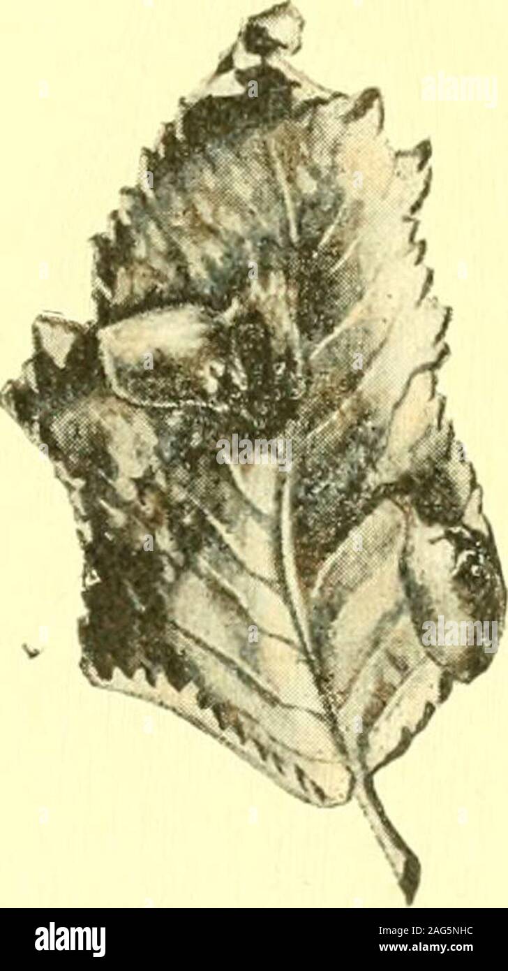 . Report of the State Entomologist on injurious and other insects of the state of New York. Pemphigus Fig. 115. Slippery elm pouch gail, Pemphiguu 1 mi f u s u s Walsh. (Author • illustration) Fig. I If). Elm sackgall. Tetraneuraulmisacculi Patch.(Authors illustration) Globose, subsessile, yellowish green, sometimes pmk-tinted leaf gall, diameter5toi2mm,onU. mont.na. Fig. 116. ^^^^ ^Se- P- 57 Aphid. Elm sac gall, T e t r a n e u r a u 1 m 1 s a c c u 1 1 PatchCurled and twisted leaves containing numerous mealy-covered Aphids, on U. americana. Felt06b, p. 177 .^i,. a,np Ril Aphid. Elm leal aphi Stock Photo