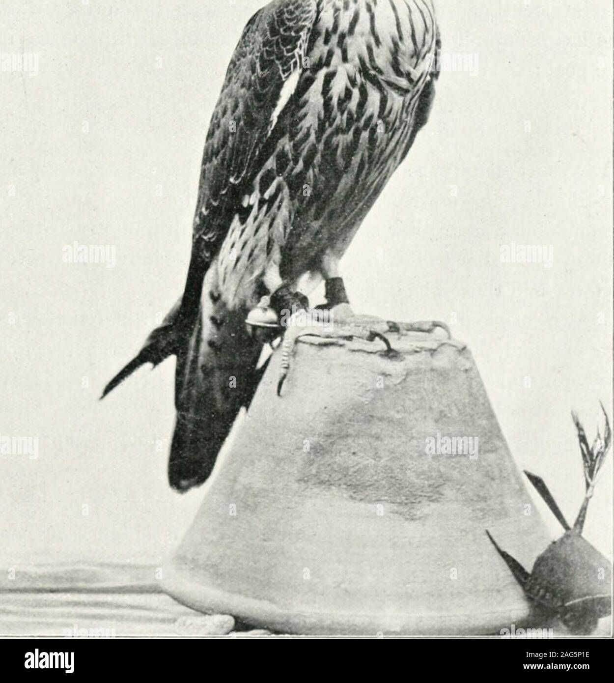 . The Baz-nama-yi Nasiri, a Persian treatise on falconry;. vith cli])ped wings, which he kept loose near the house.It appeai-ed that they had all been taken with the falcon then onhis fist. I was seized with a desire to possess her, and offeredhim a laige price; but he declined to part with his treasure. The ShoJtln of Jabal Shammar.—Although the shahin from themountains of Shammar is small, the female not exceeding in sizethe male of the other two species, still it is swift, bold, and easilyentered to quarry, small or great. One eyrie, known by the nameJaraza, is especially famous; eyesses ob Stock Photo