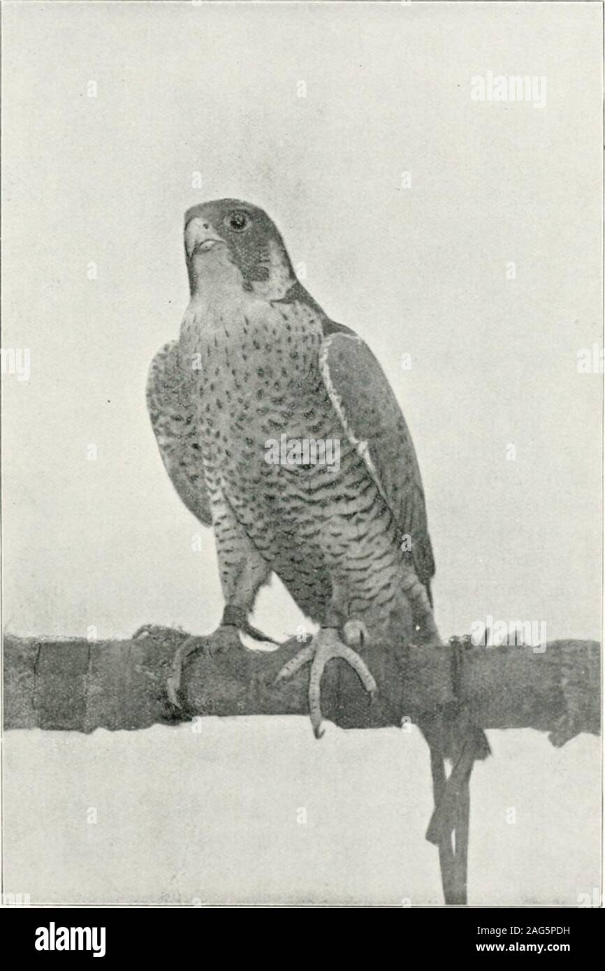 . The Baz-nama-yi Nasiri, a Persian treatise on falconry;. n escape them . Considerable confusion exists as to the term Shdh/n. Arab falconersin the Persian Gulf and the Persians of Bushire call the female peregrineshnliJva, and rarely hahrJya. The ShaijMls of Bahrayn Island procureperegrines from Bushire. The shdJiJyi (but not the peregrine) seems tobe unknown in Basrah and Baghdad. An Arabic MS. composed in thetenth century says, If you desire to possess a shahin, then procureone of the peregrine (haljrl) kind, especially if it be black-backed,ugly-faced, narrow-bodied, short-tailed, large-h Stock Photo