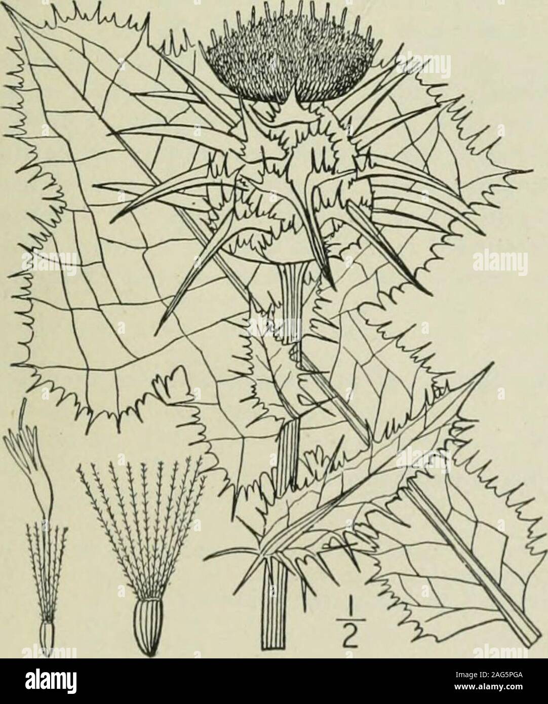 . An illustrated flora of the northern United States, Canada and the British possessions : from Newfoundland to the parallel of the southern boundary of Virginia and from the Atlantic Ocean westward to the 102nd meridian. glabrous, sur-mounted by a papillose ring. Pappus bristles in several series, flattish, barbellate or scabrous.[St. Marys thistle.] A montypic genus of the Mediterranean region. I, Mariana mariana (L.) Hill. ]IilkThistle. Fig. 4654. Carduus inarianus L. Sp. PI. 823. 1753.Mariana mariana Hill, Hort. Kew. 61. 1769.Silvbum marianum Gaertn. Fruct. & Scm. 2: 378.1802. Stem striat Stock Photo