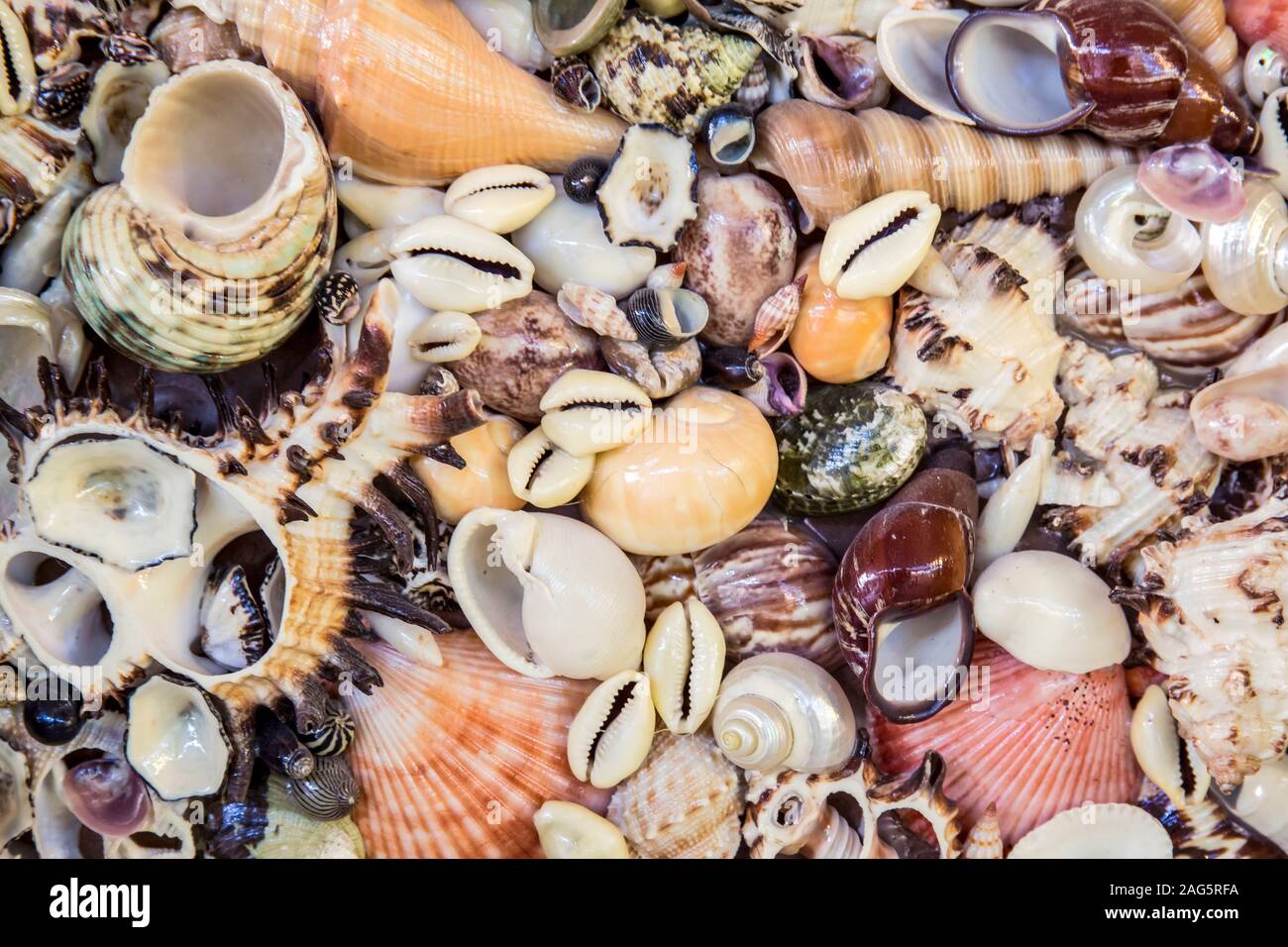 Sevarals sea shells as background. Stock Photo